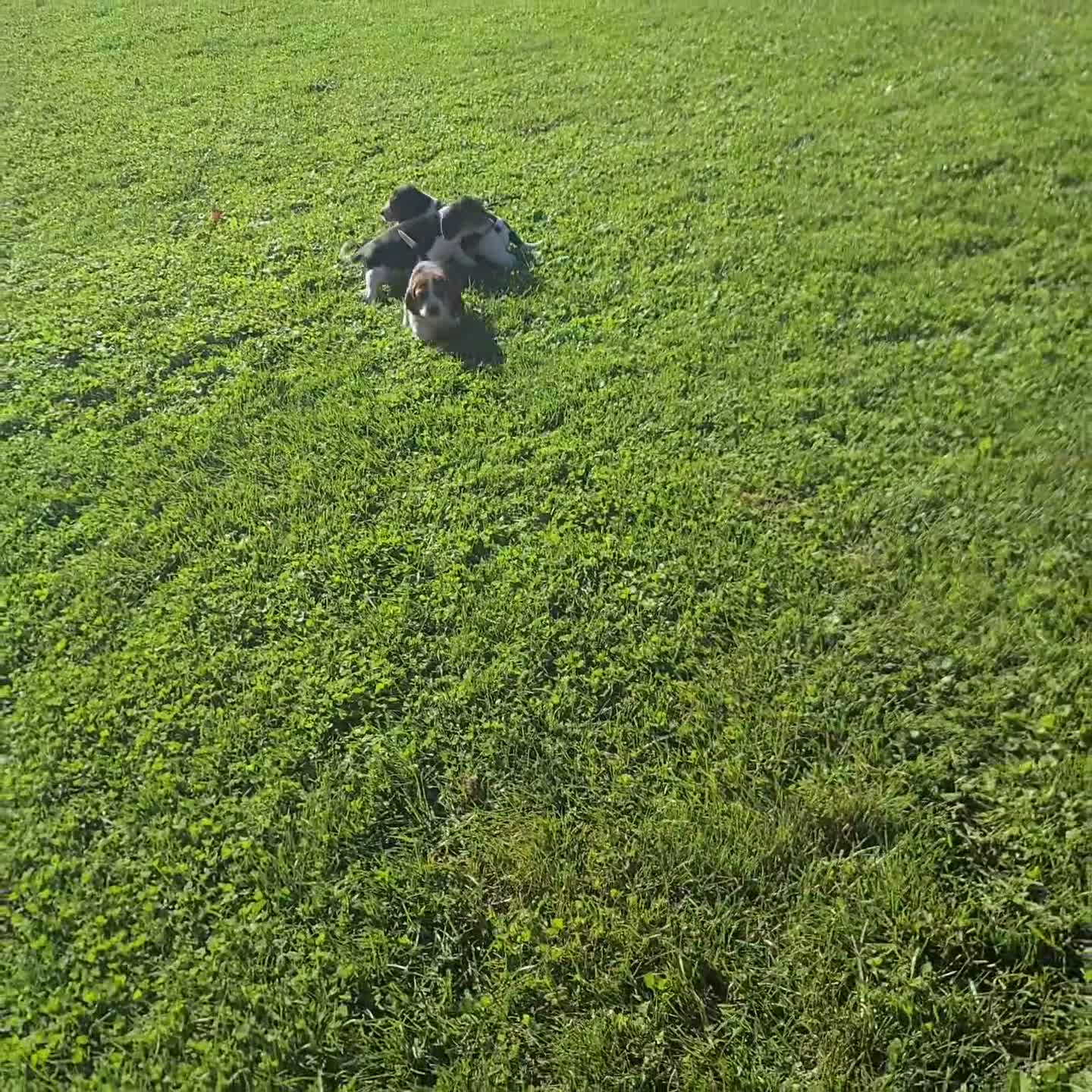 Beagle dogs for sale: Moose - Video 4