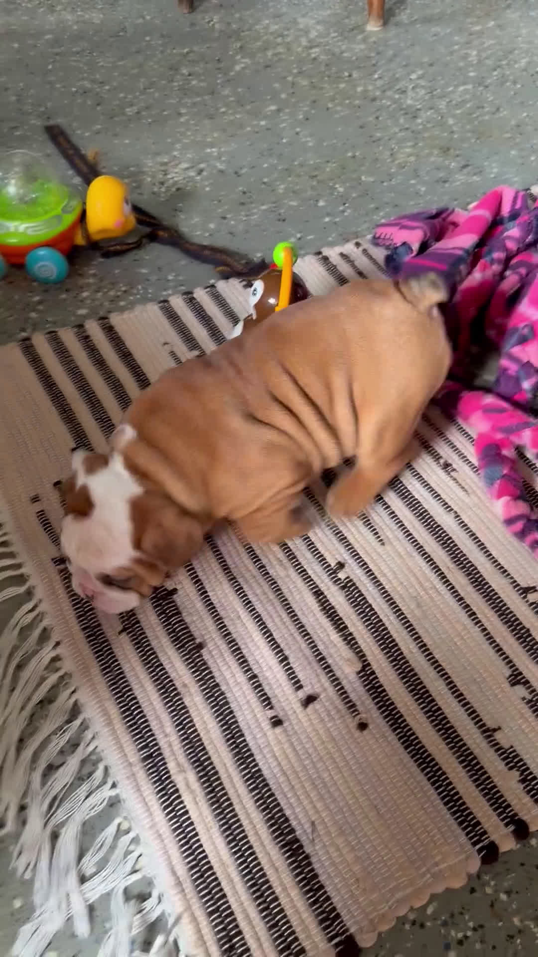 English Bulldog dogs for sale: Dottie - Video 1