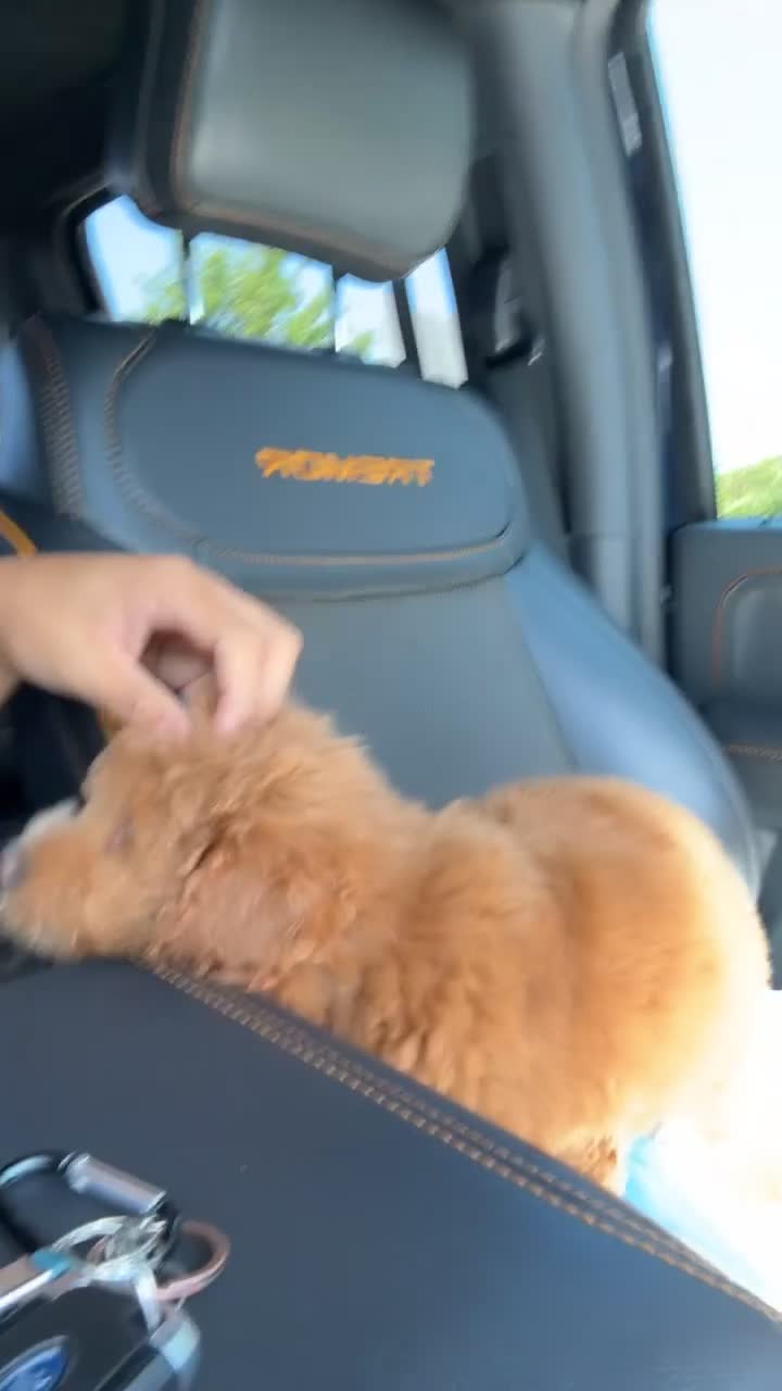 Goldendoodle dogs for sale: Goldendoodle 1 - Video 1