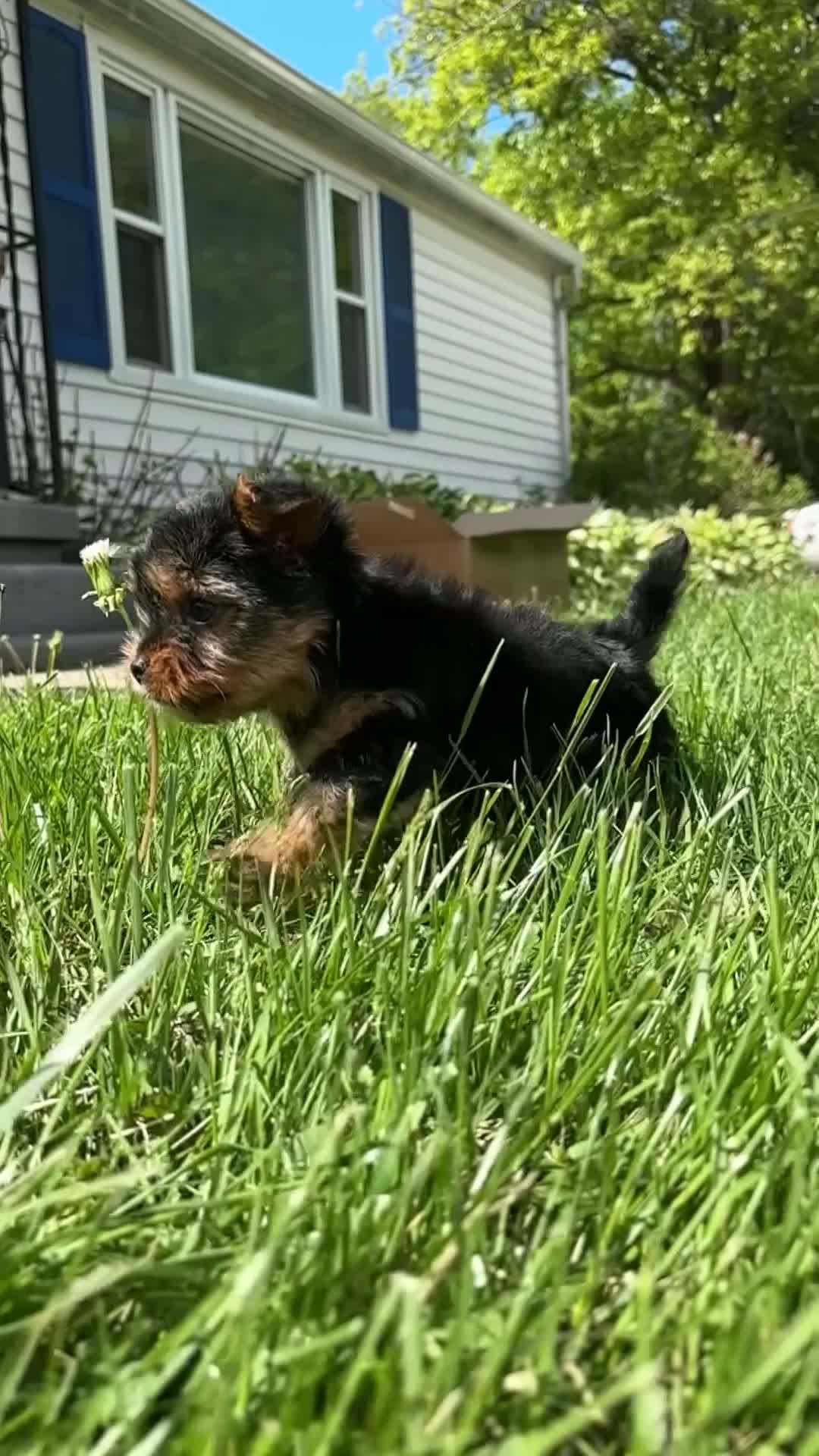 Mixed Breed dogs for sale: Mixed Breed Puppy 1 - Video 1