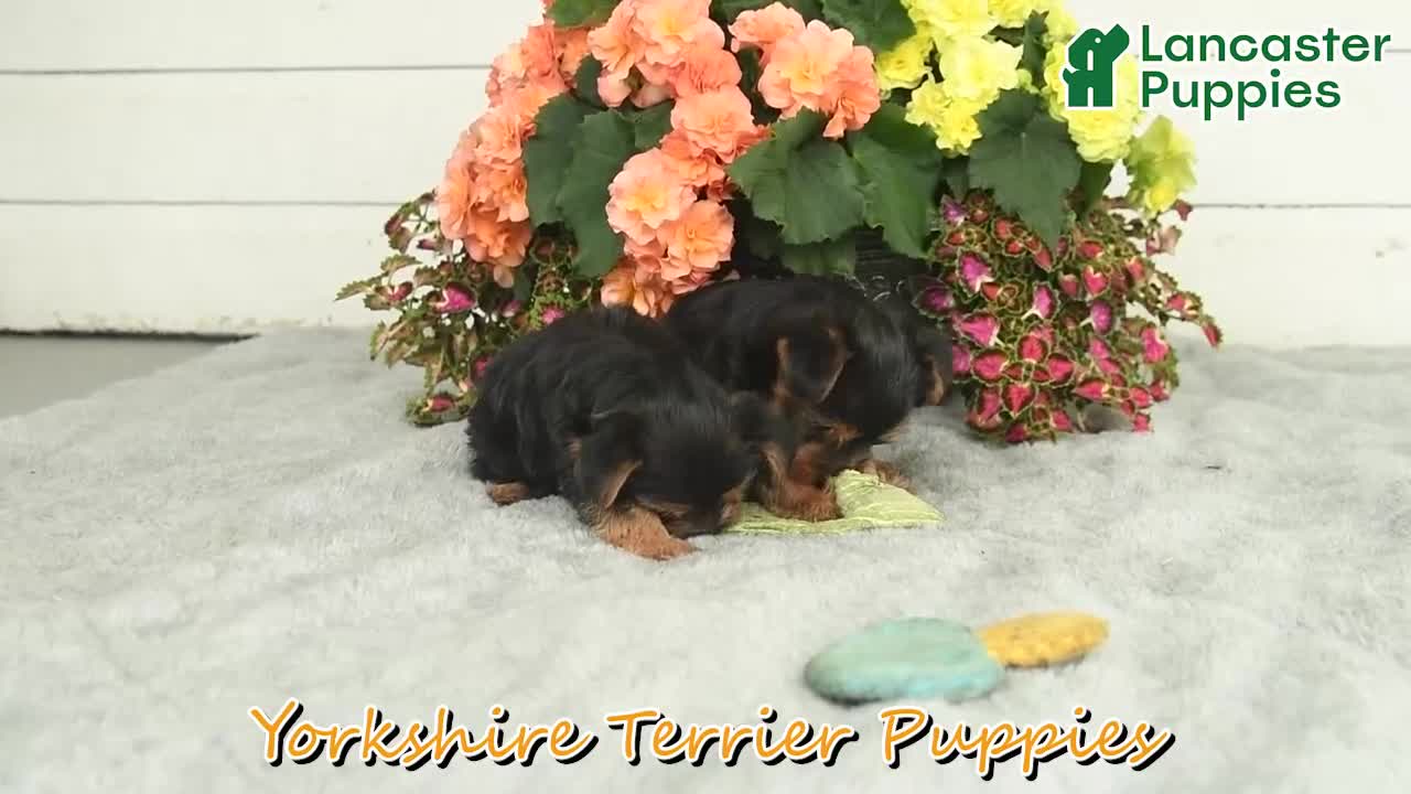 Yorkshire Terrier dogs for sale: Corby  - Video 1