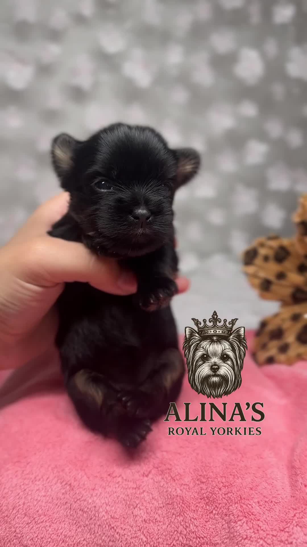 Yorkshire Terrier dogs for sale: Yorkshire Terrier Puppy 4 - Video 1