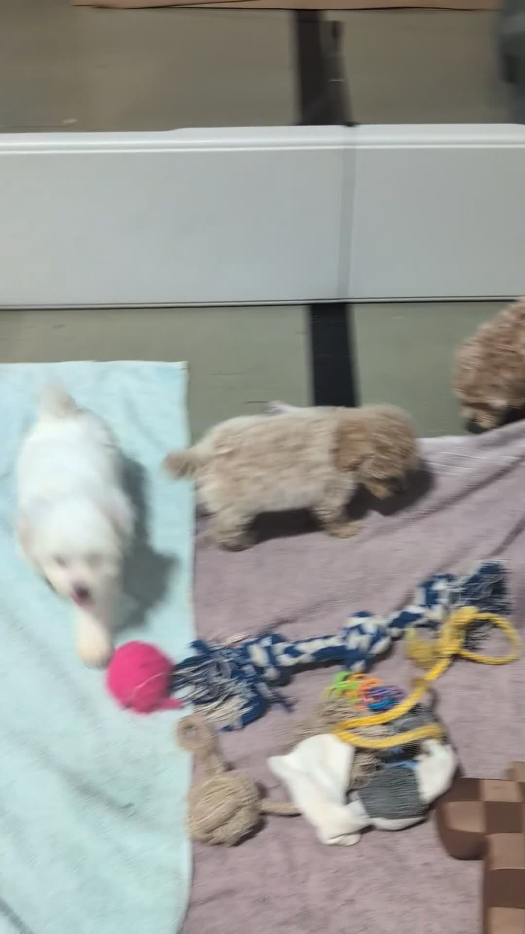 Maltipoo dogs for sale: Major - Video 1