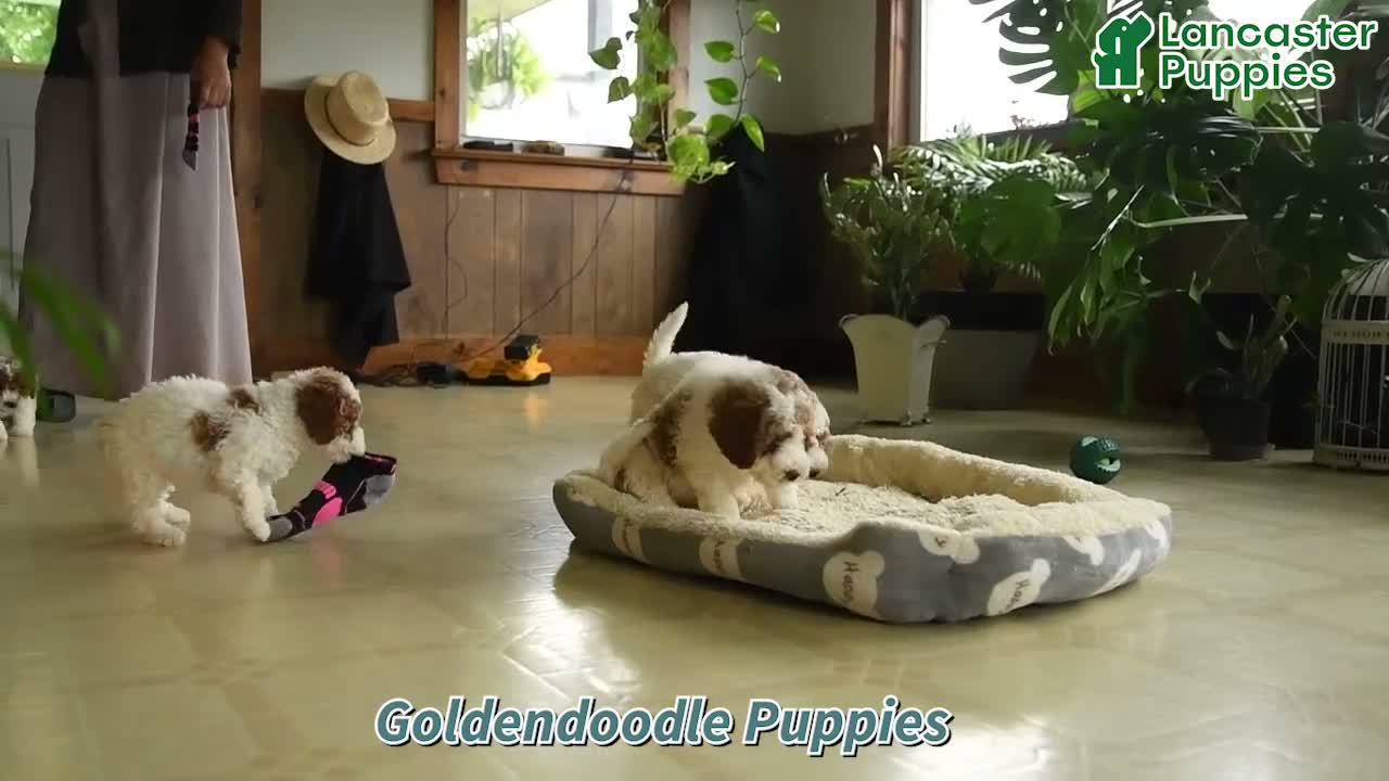 Goldendoodle dogs for sale: Hector - Video 1