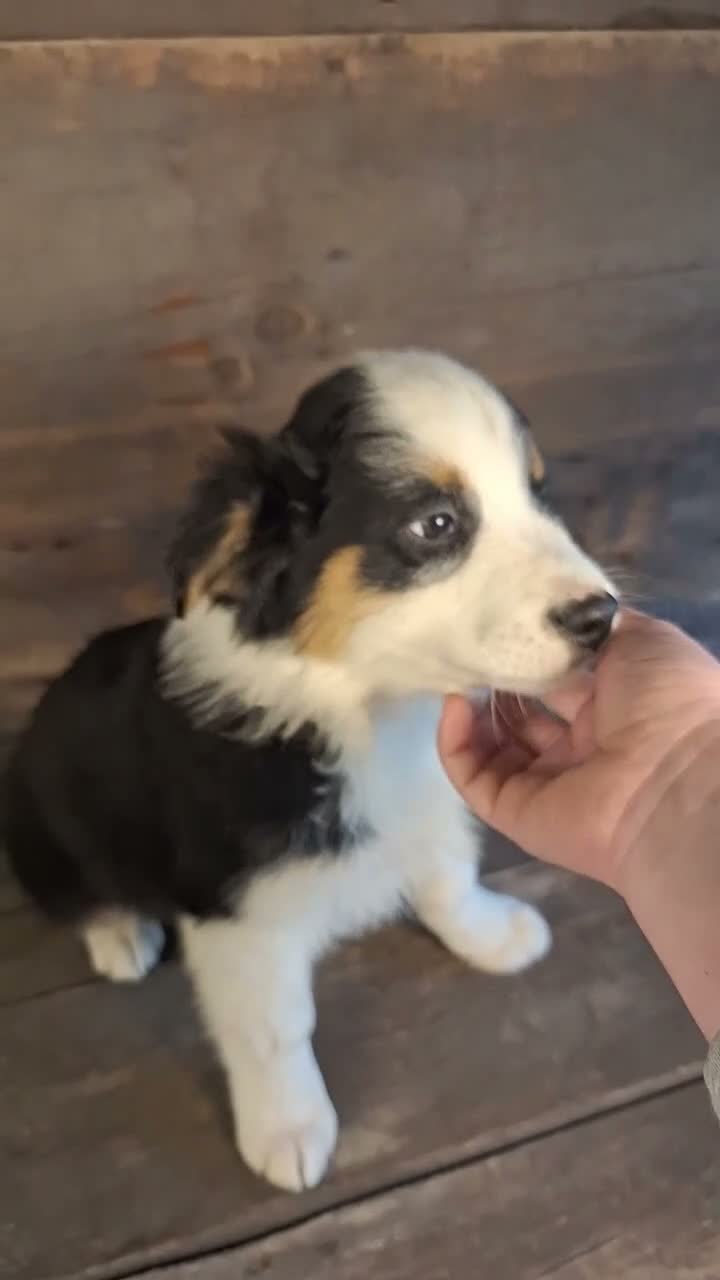 Australian Shepherd dogs for sale: Daniel - Video 1