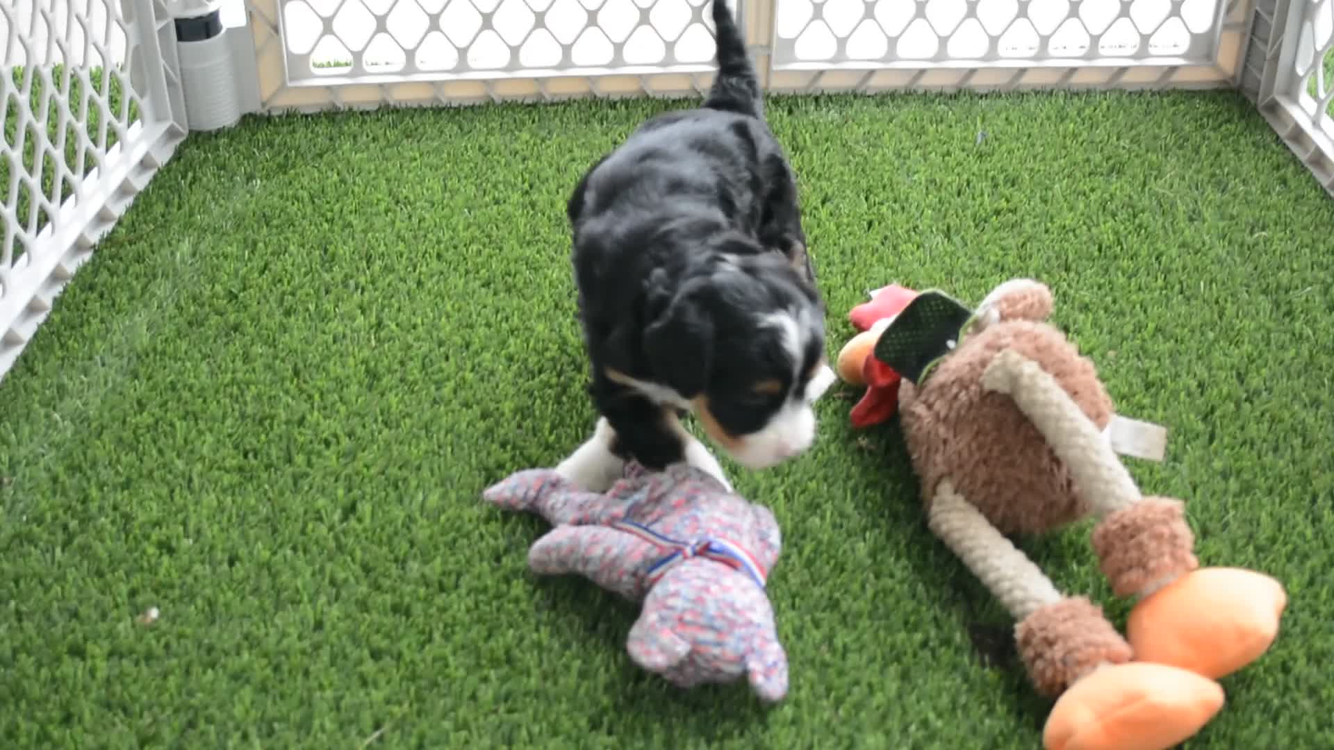 Mini Bernedoodle dogs for sale: Rosie - Video 3