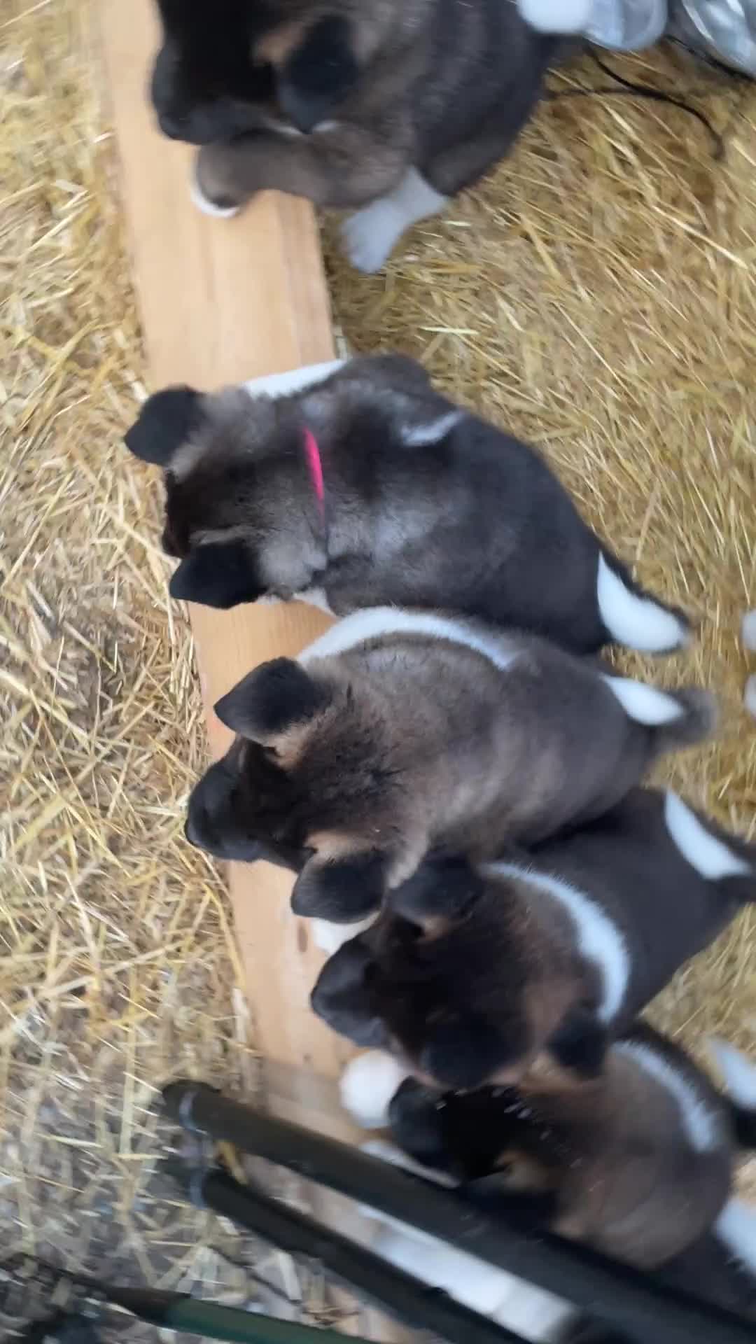 Akita dogs for sale: Bear - Video 2