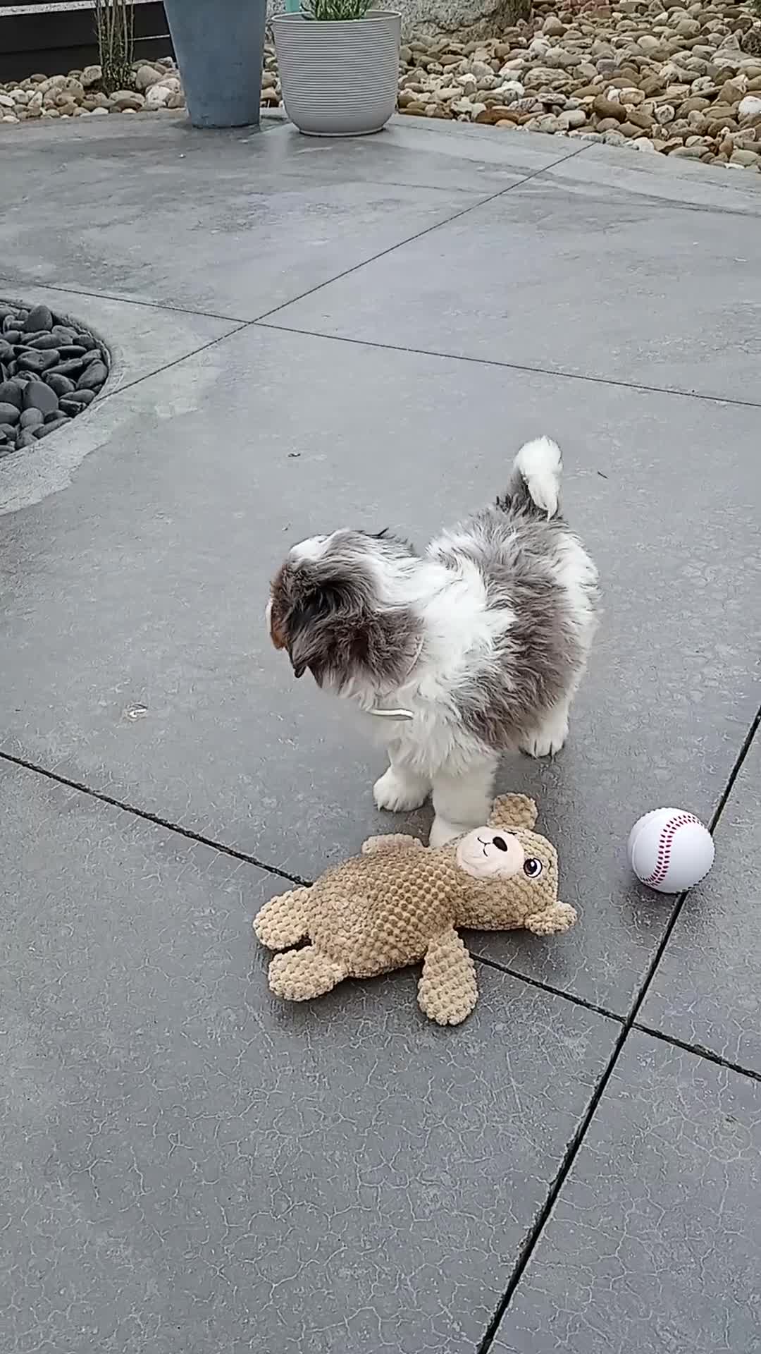 Mini Bernedoodle dogs for sale: Lucy - Video 1