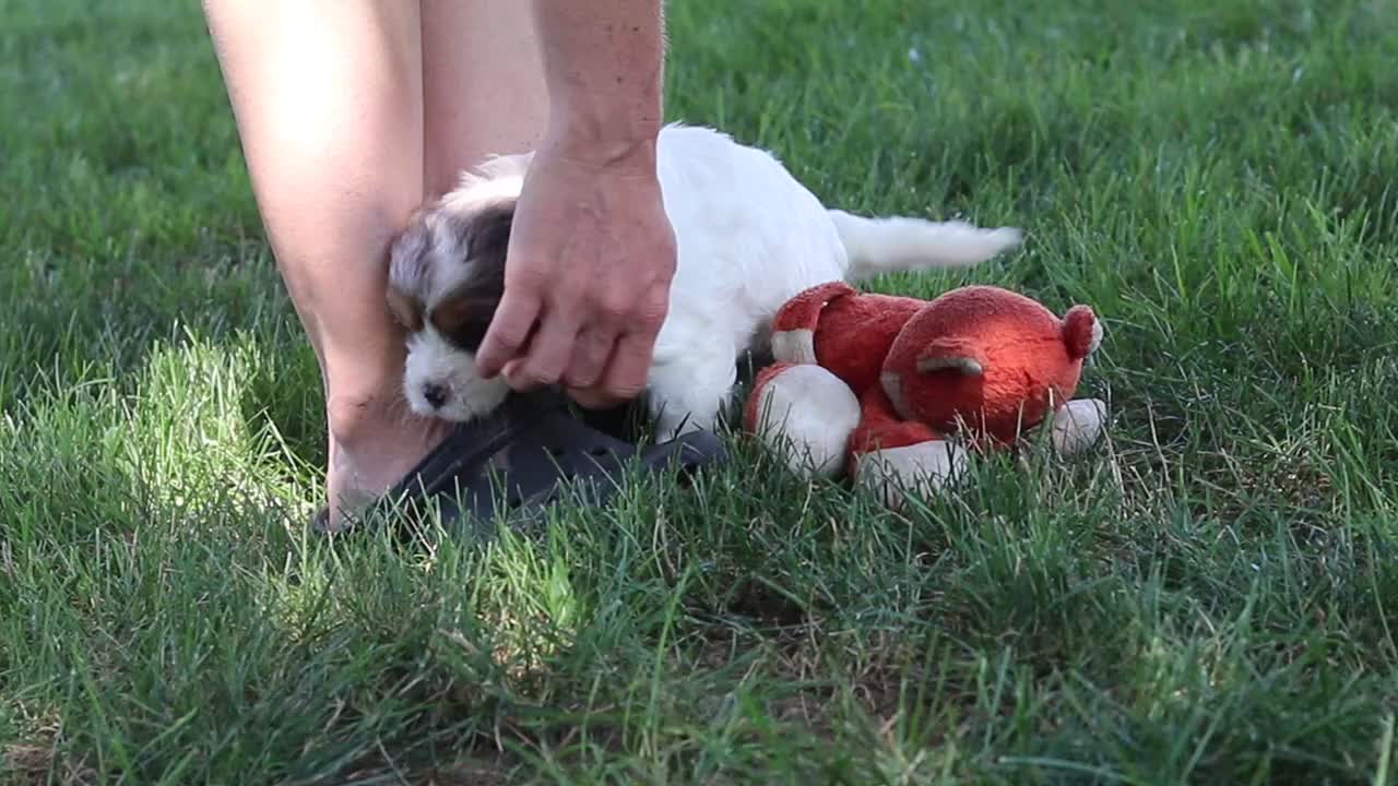 Cavapoo dogs for sale: Logan - Video 4