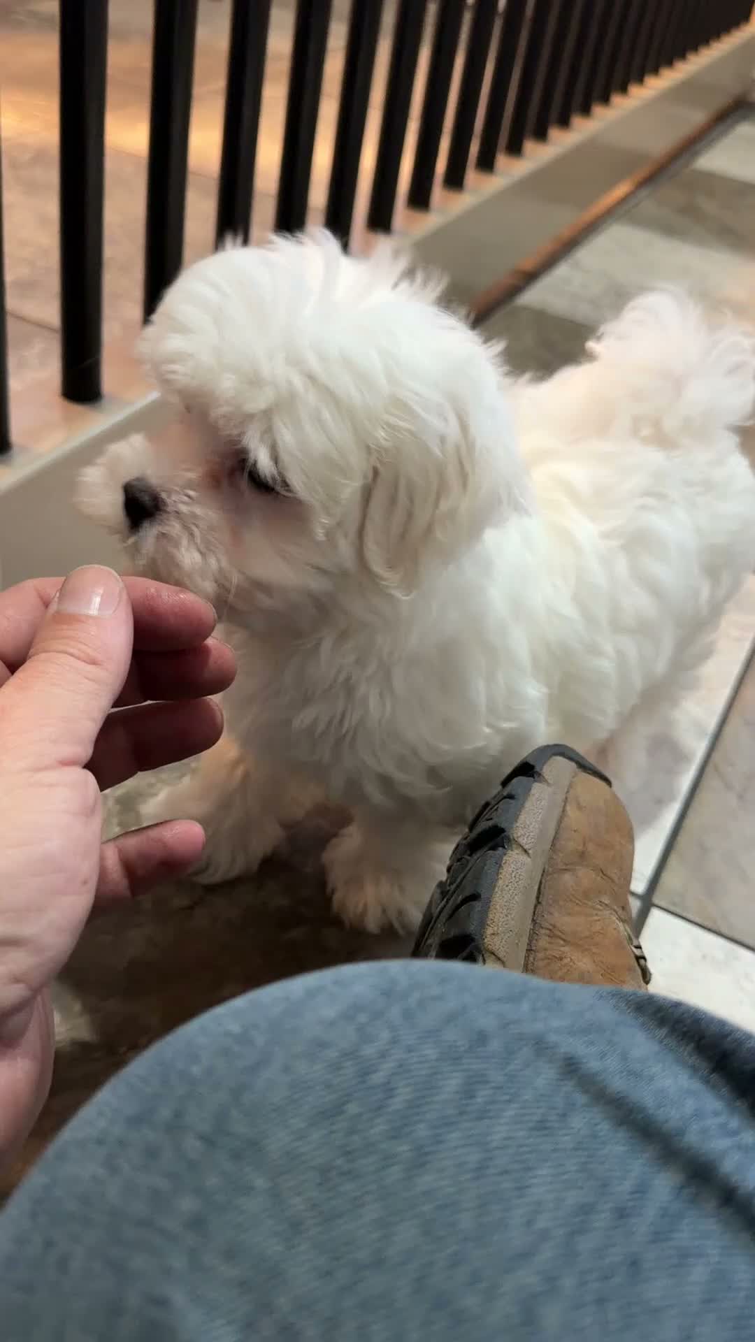 Maltese dogs for sale: Nick - Video 1