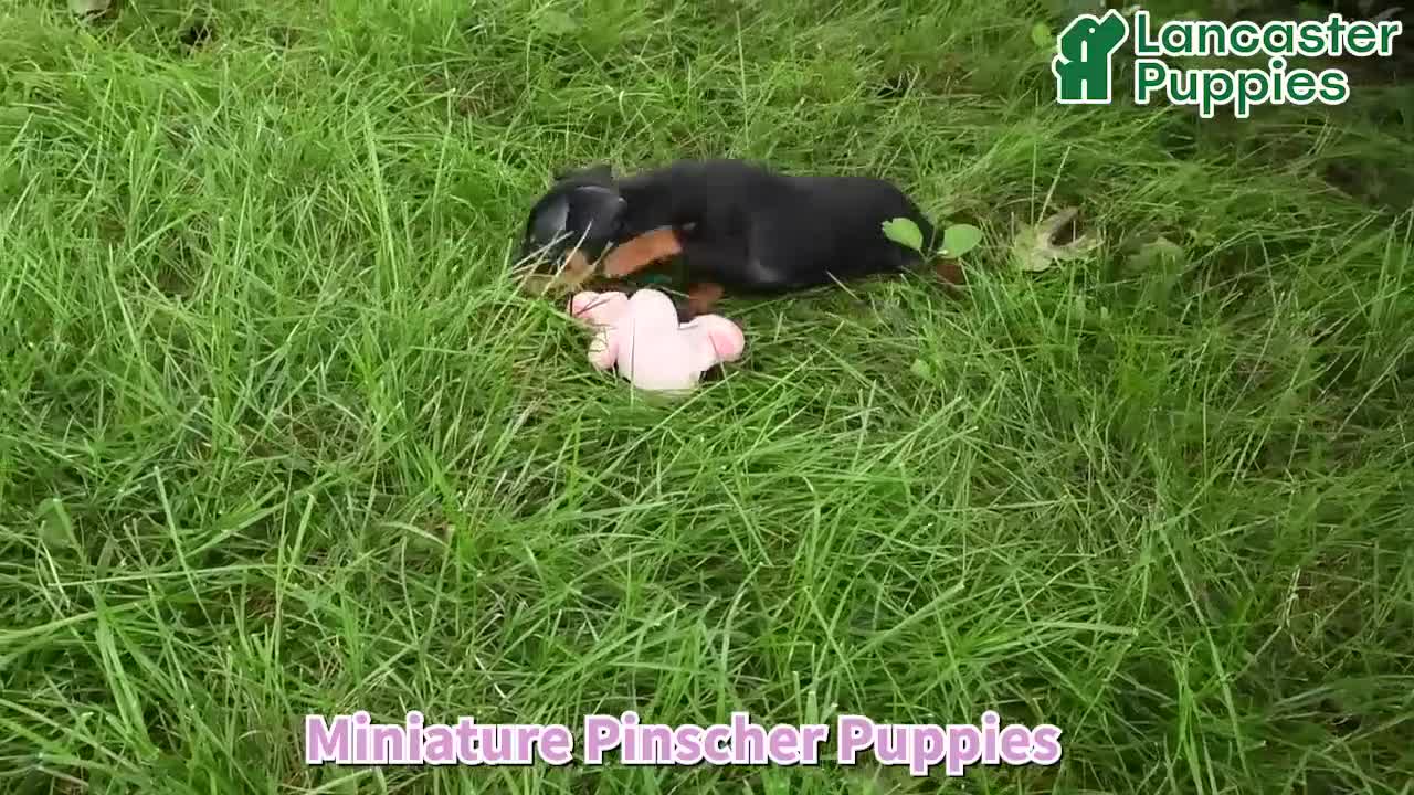 Miniature Pinscher dogs for sale: Tulip - Video 1