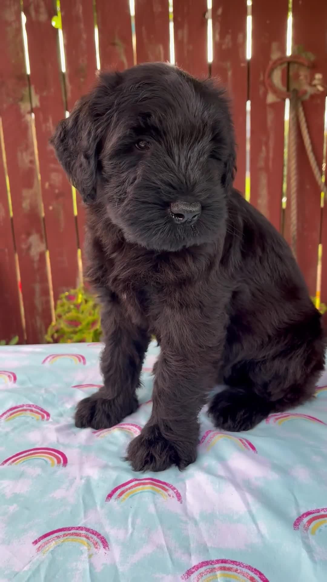 Giant Schnauzer dogs for sale: Lucas - Video 1