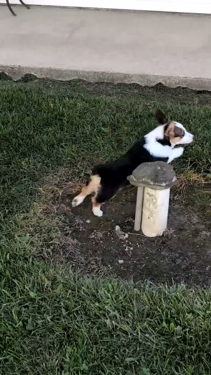 Welsh Corgi Pembroke dogs for sale: Logan - Video 1