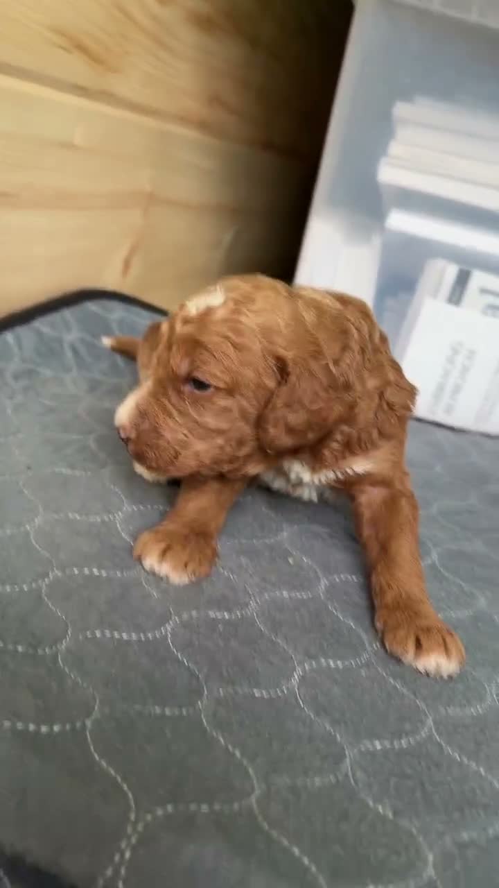 Bernedoodle dogs for sale: Tigger  - Video 1