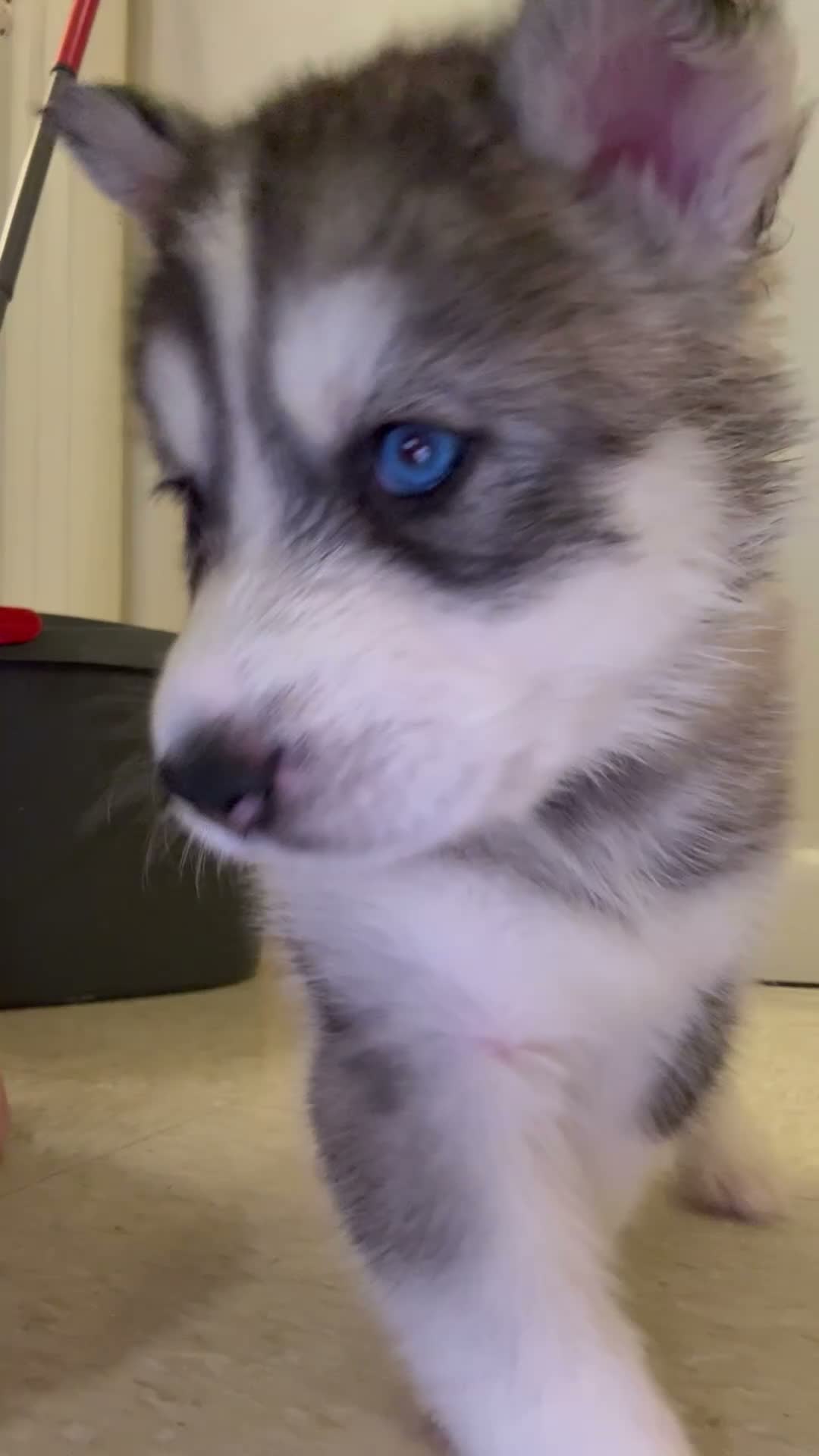 Siberian Husky dogs for sale: Finn - Video 1