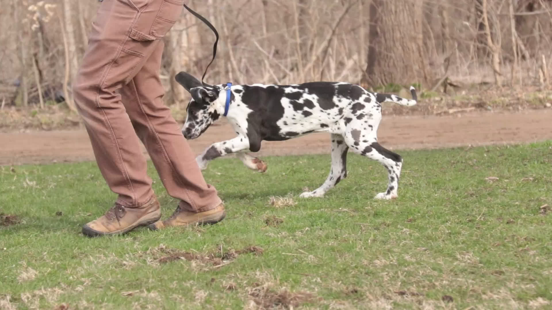 Great Dane dogs for sale: Gordon - Video 1