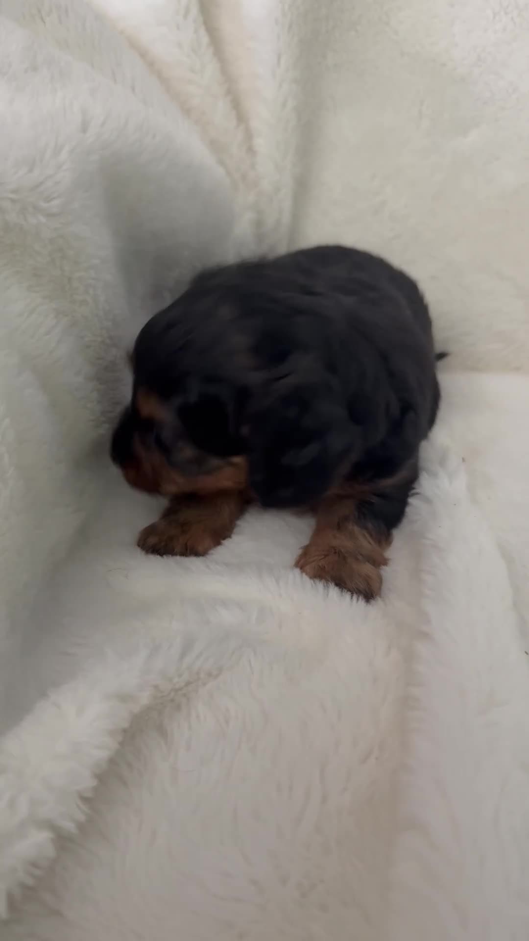 Dorkie dogs for sale: Sonny - Video 1
