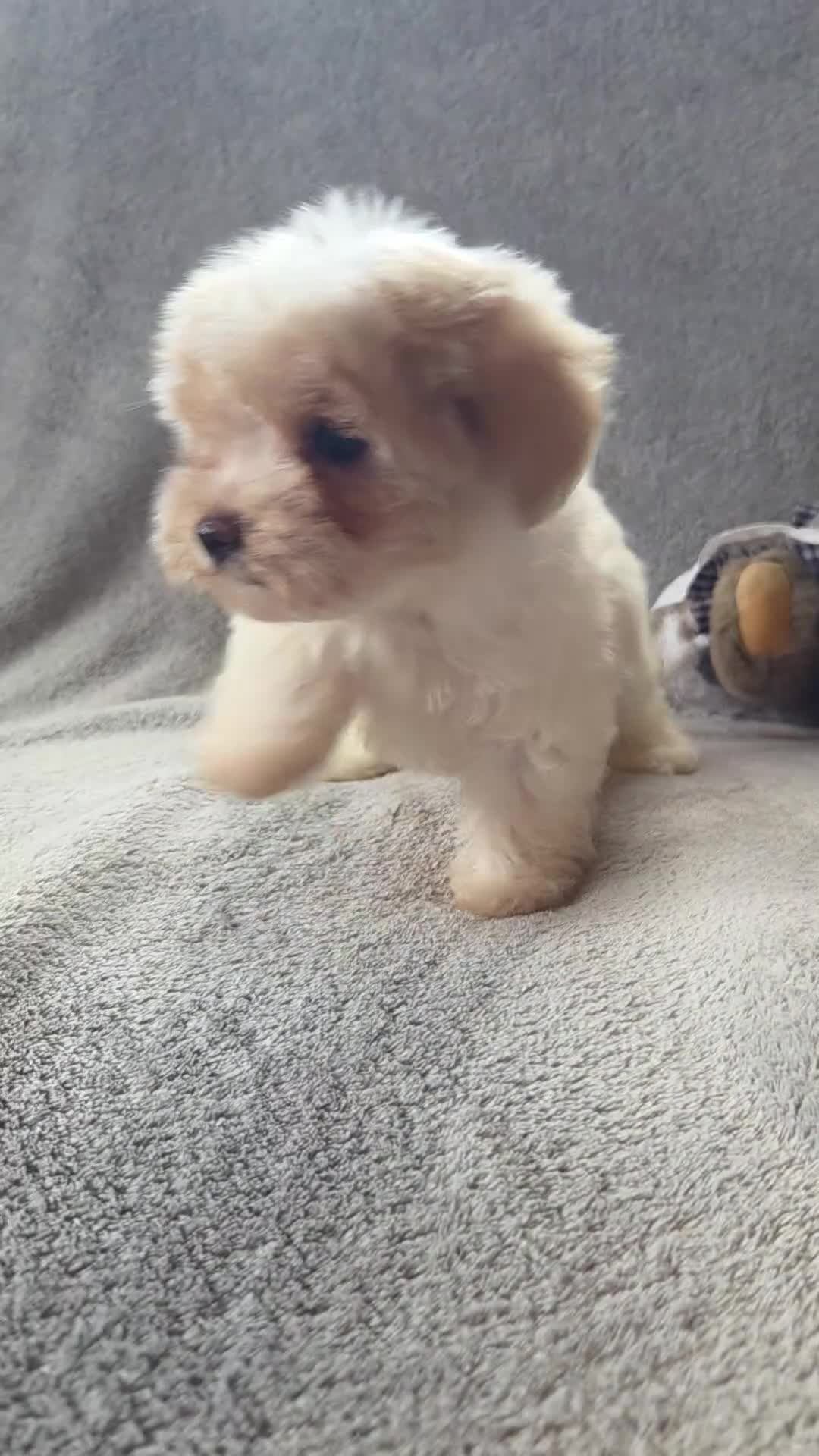 Maltipoo dogs for sale: Daisy  - Video 2