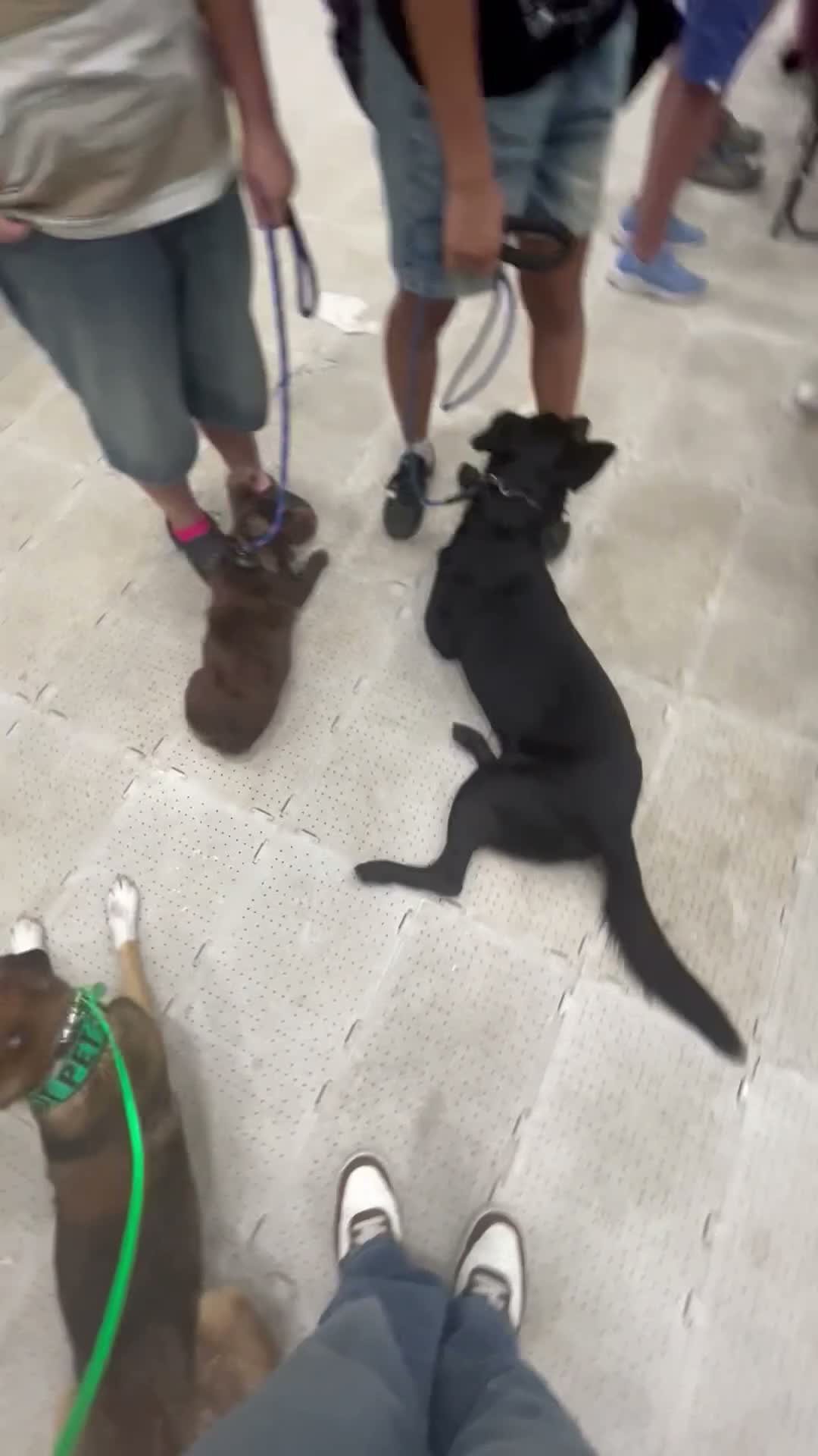 Mixed Breed dogs for stud: Rocky - Video 1