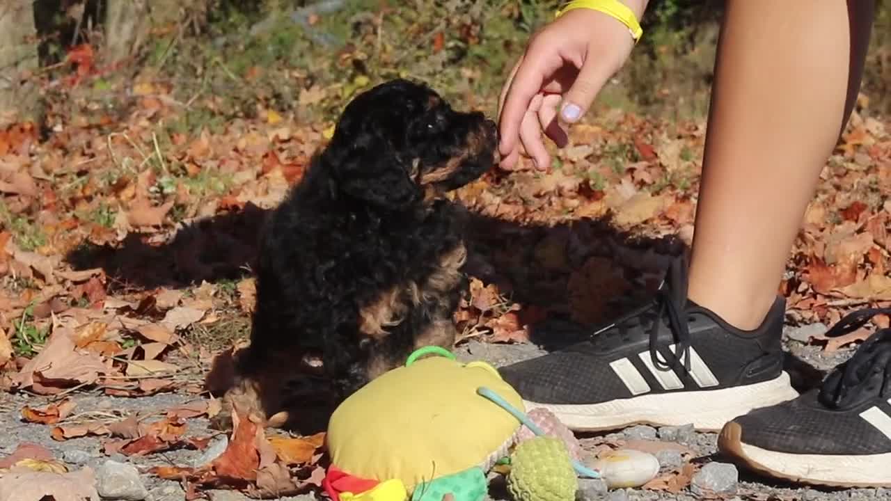 Miniature Poodle dogs for sale: Sterling (AKC) - Video 1