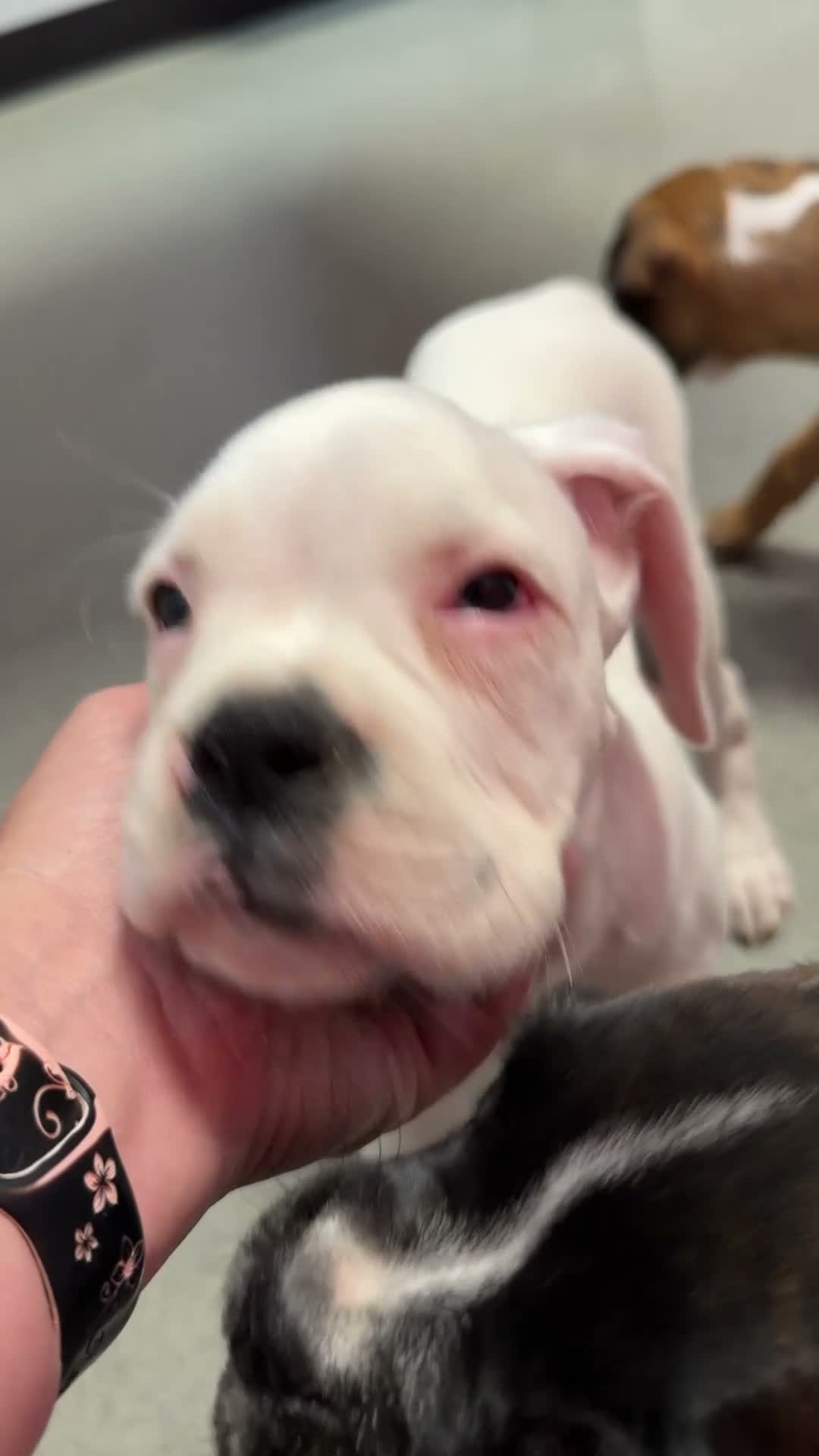 Boxer dogs for sale: RUBY-AKC-Euro lines  - Video 7
