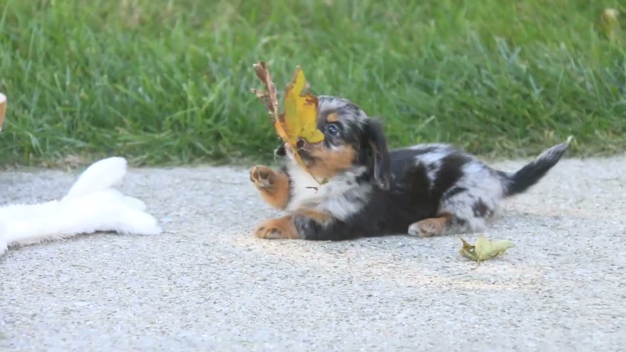 Miniature Dachshund dogs for sale: Belle Miniature Dachshund  - Video 2