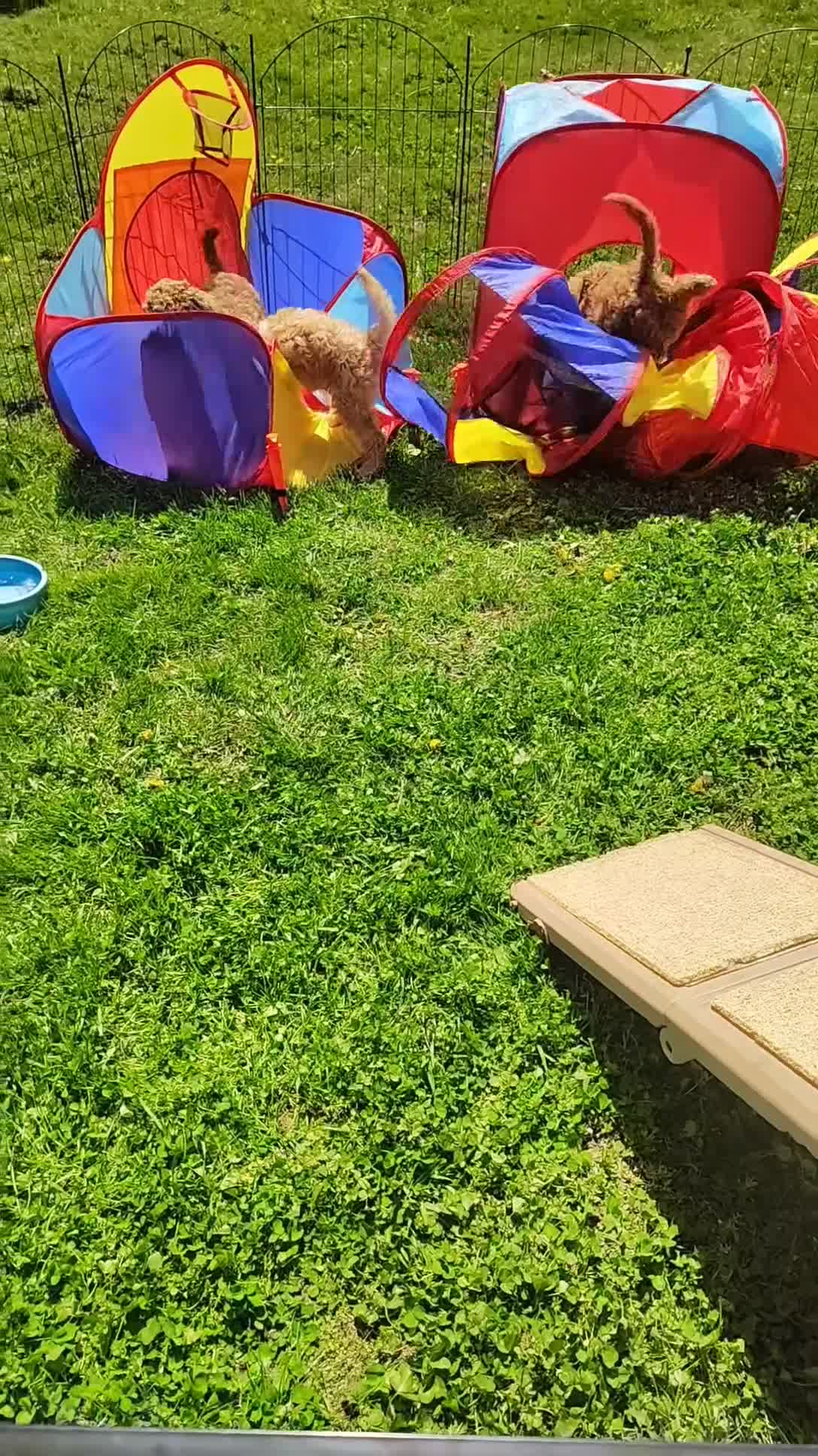 Goldendoodle dogs for sale: Junior  (Multi-gen🐕) - Video 4