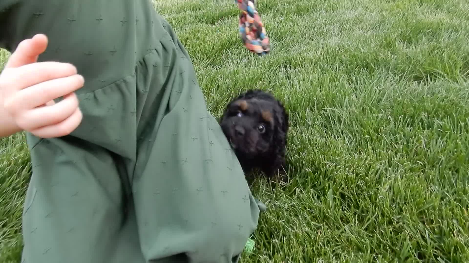 Cockapoo dogs for sale: Winnie - Video 1