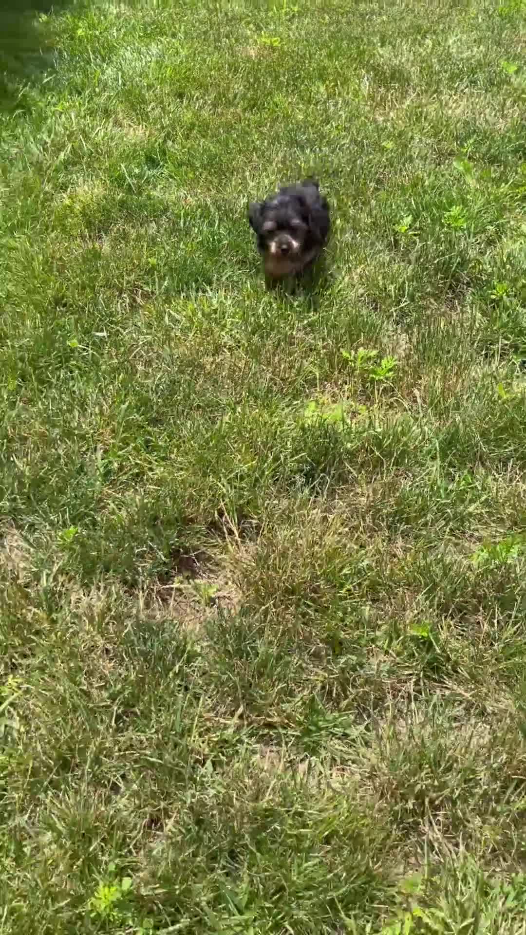 Yorkshire Terrier dogs for sale: Isaac - Video 1