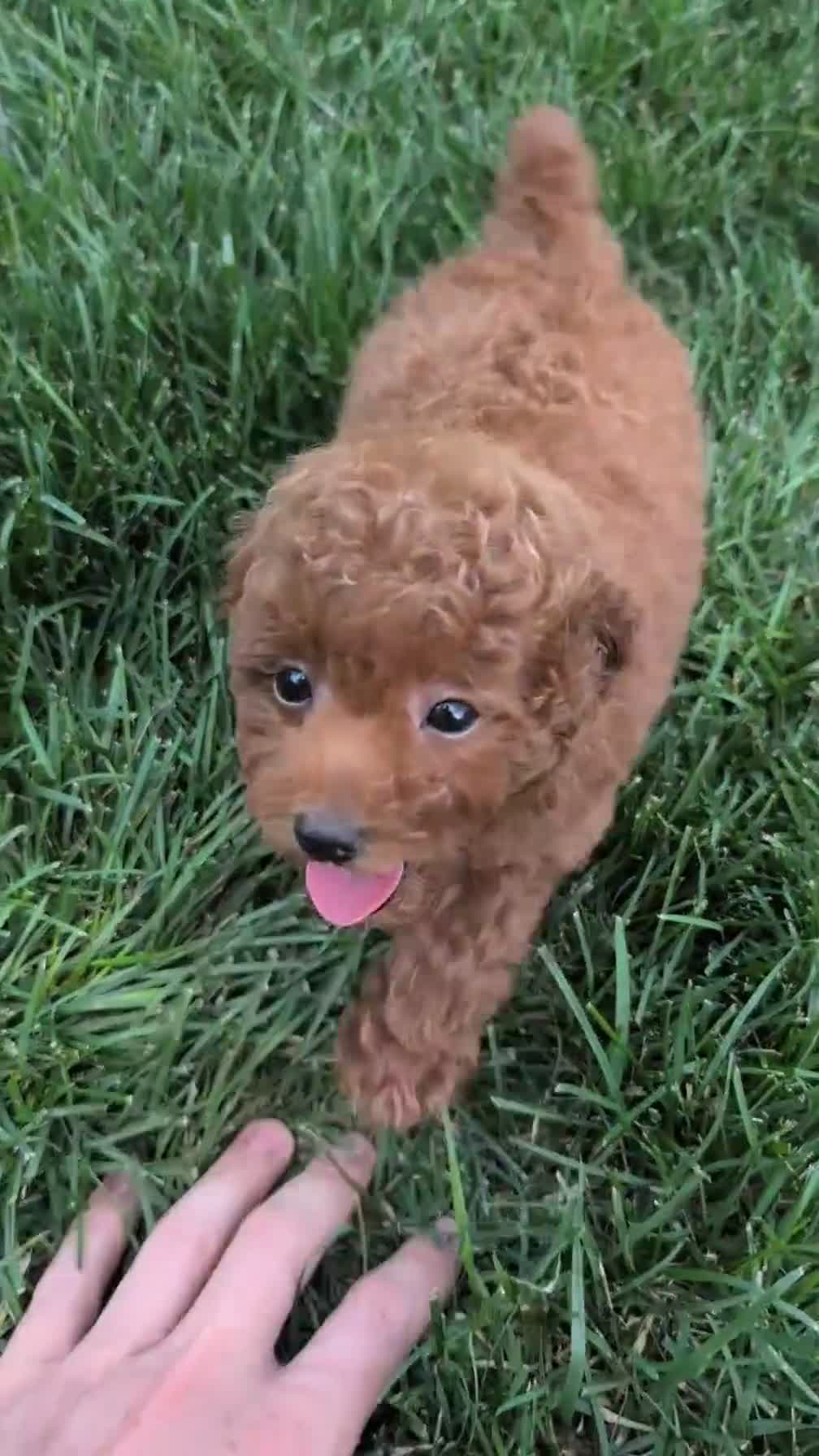 Toy Poodle dogs for sale: Carter  - Video 1