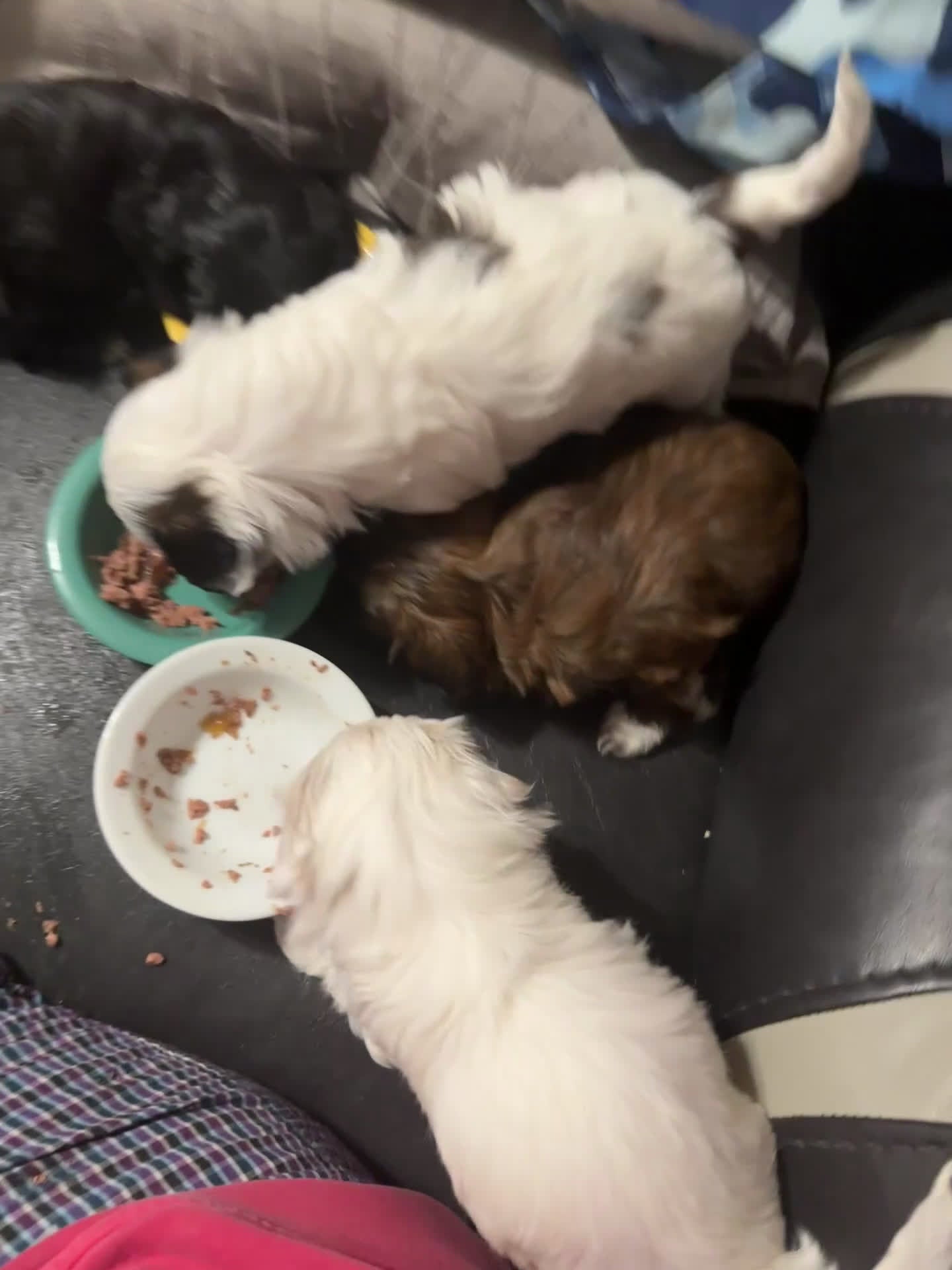 Shihpoo dogs for sale: Shihpoo Puppy 1 - Video 1