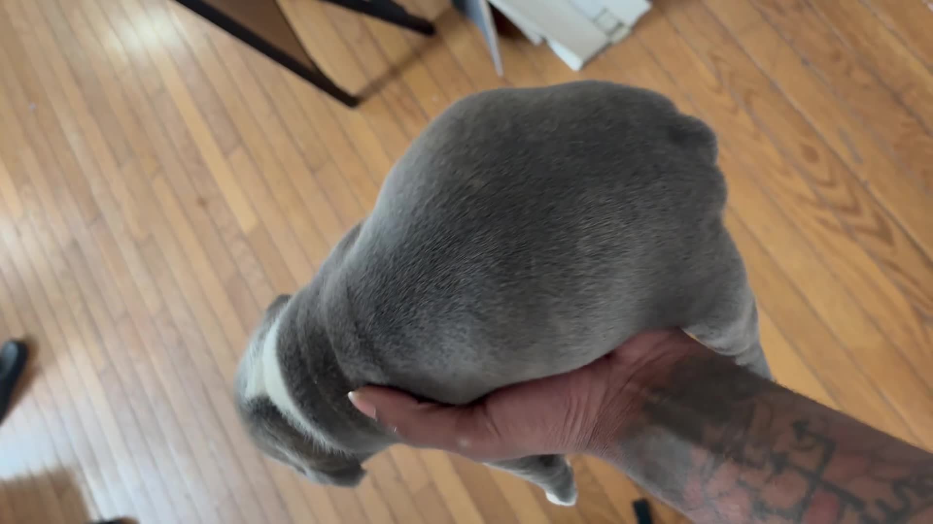 American Bully dogs for sale: Kurtis Snow - Video 4