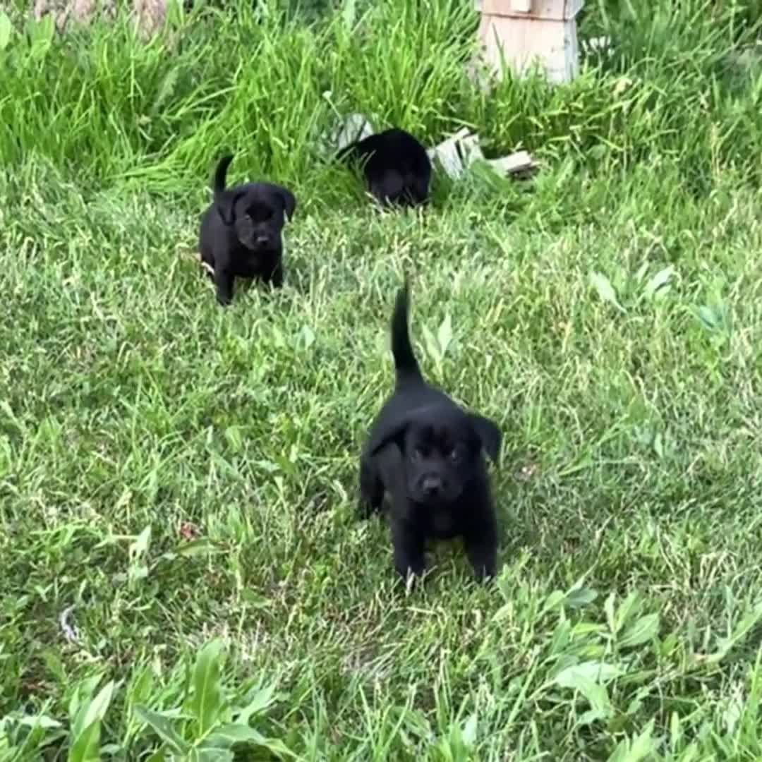 Labrador Retriever dogs for sale: Blue Collar Labrador Retriever Puppy 1 - Video 1