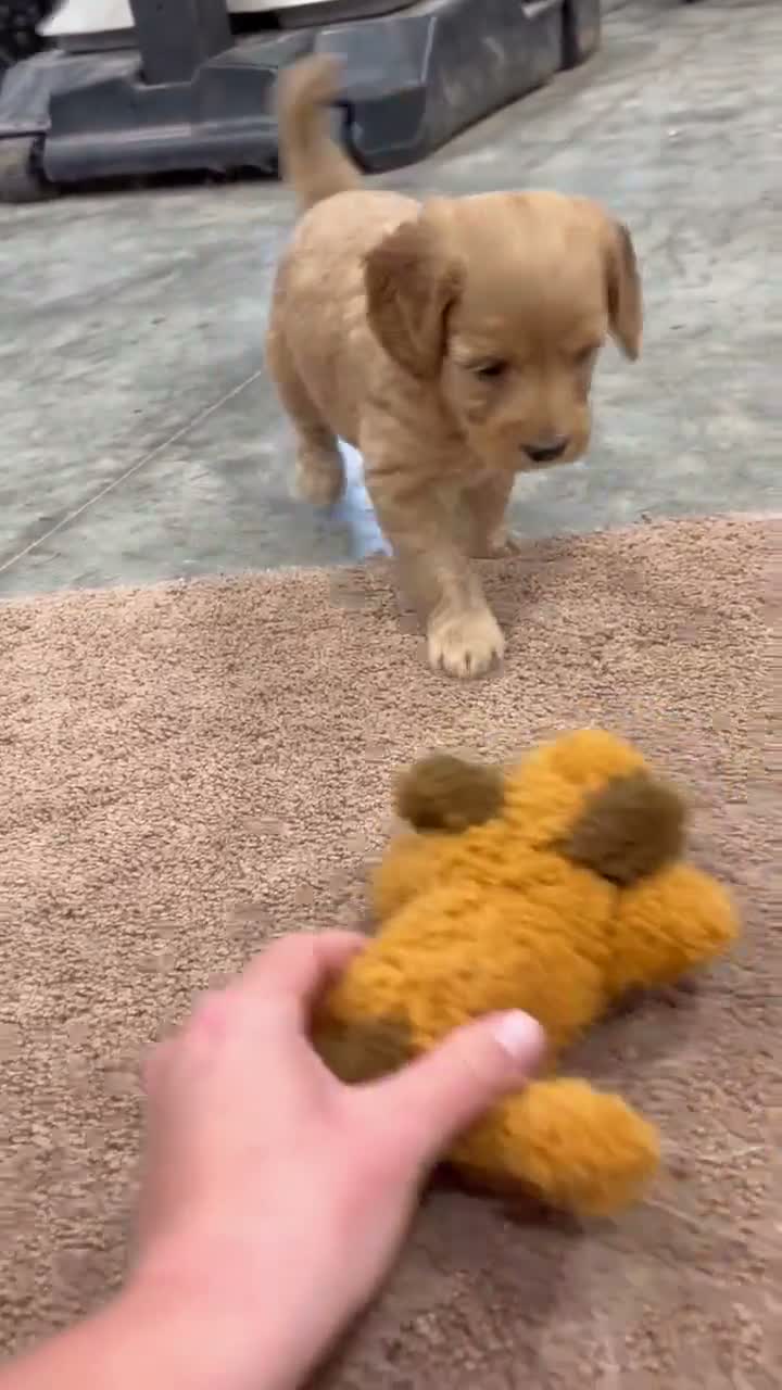 Mini Goldendoodle dogs for sale: Ginger - Video 1