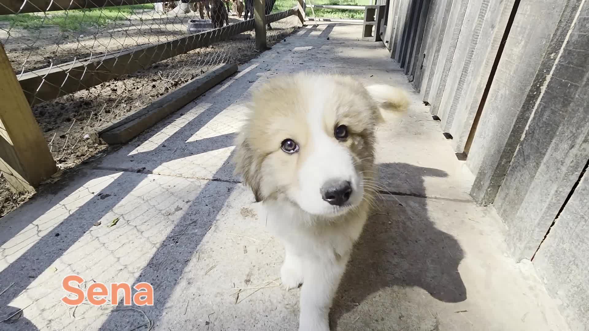 Great Pyrenees dogs for sale: Great Pyrenees Puppy 2 - Video 1