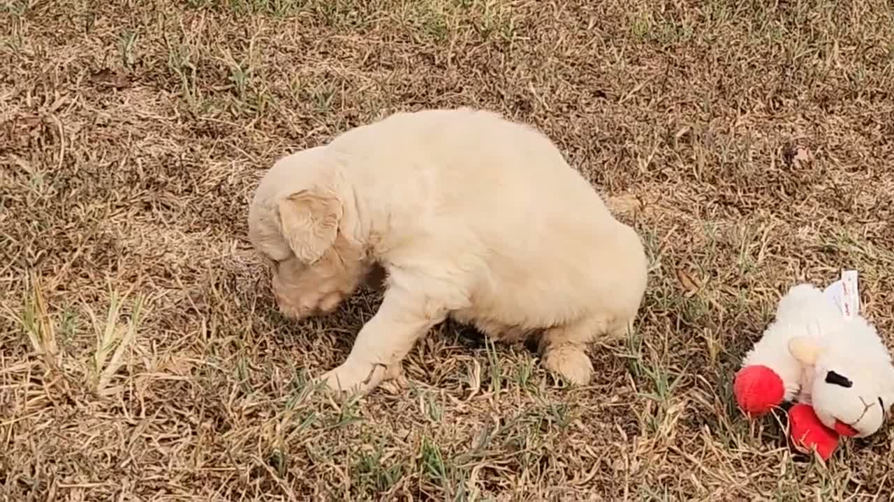 Goldendoodle dogs for sale: Maury - Video 1