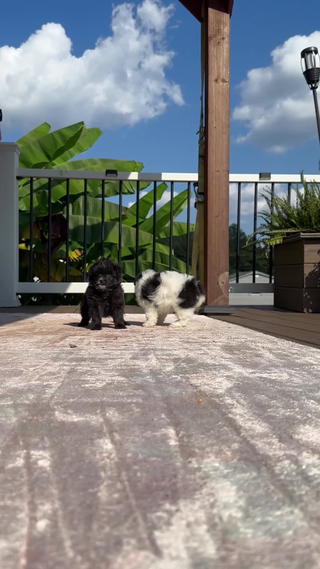 Pomapoo dogs for sale: Pomapoo 2 - Video 1
