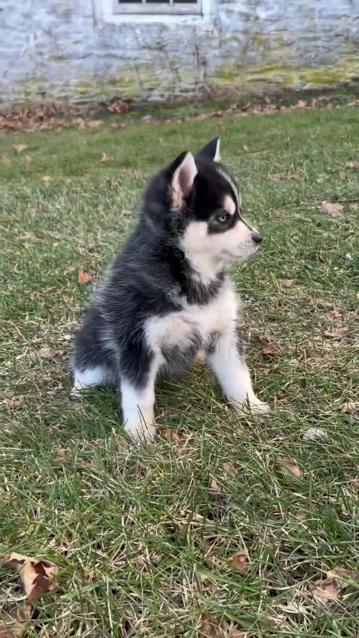 Pomsky dogs for sale: Feliz - Video 1