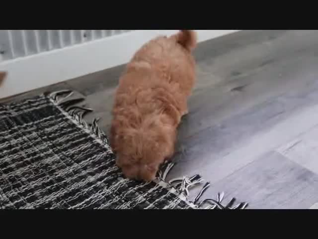 Cavapoo dogs for sale: Trixie - Video 1