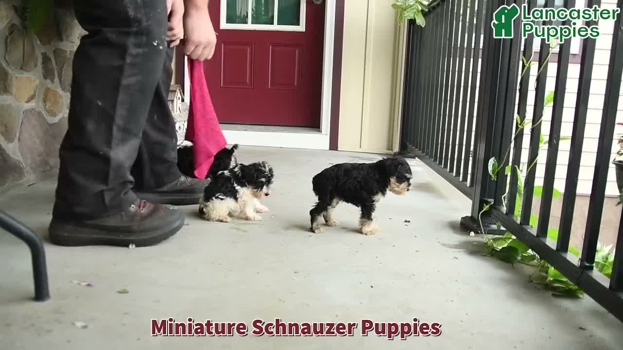 Miniature Schnauzer dogs for sale: Sheila - Video 1