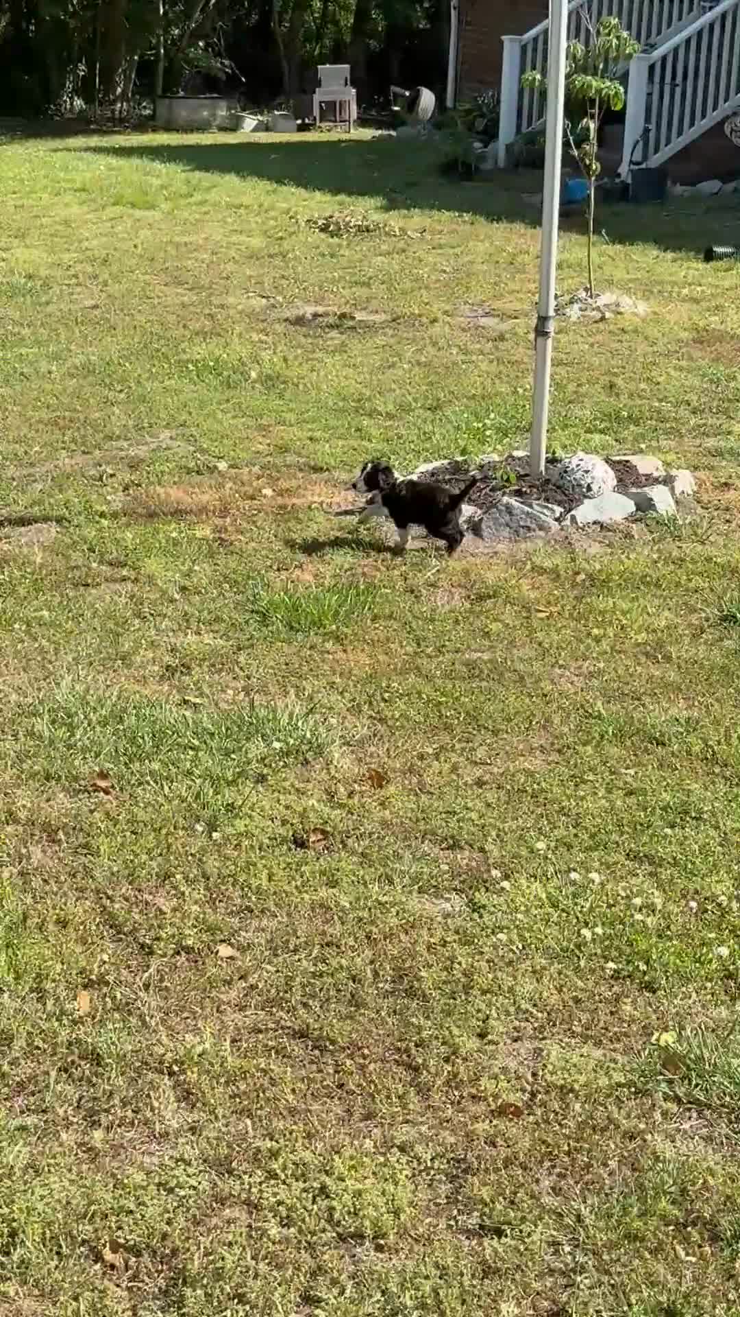 Aussiedoodle dogs for sale: Bluey (Blue) - Video 1