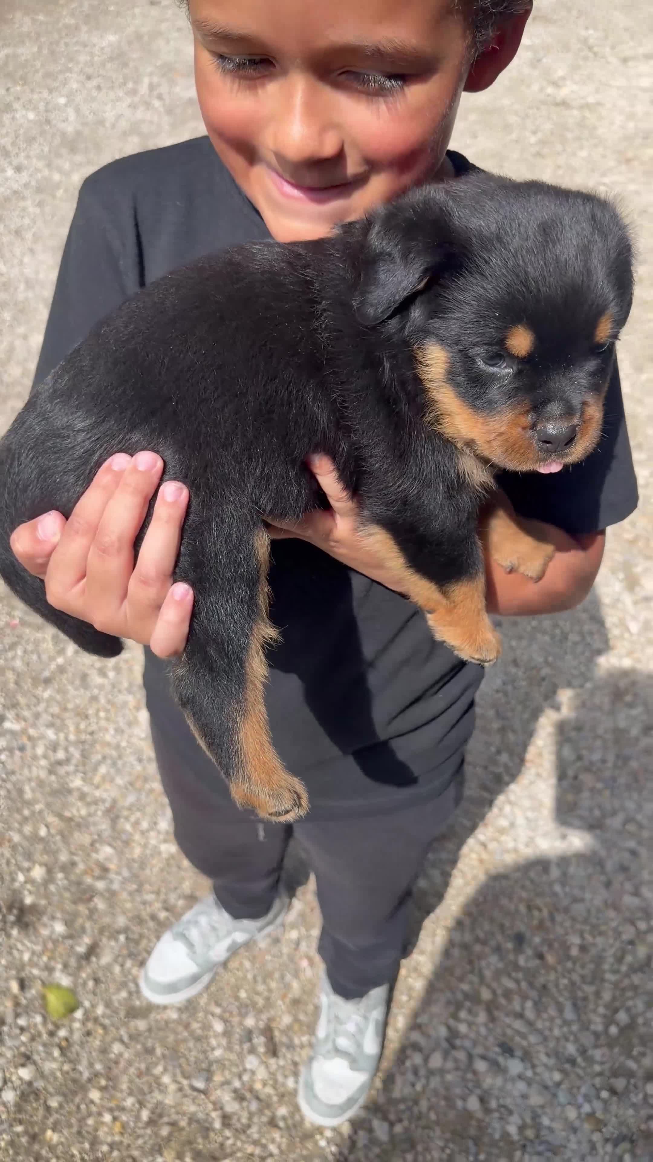 Rottweiler dogs for sale: Maximus Jr - Red Collar  - Video 2