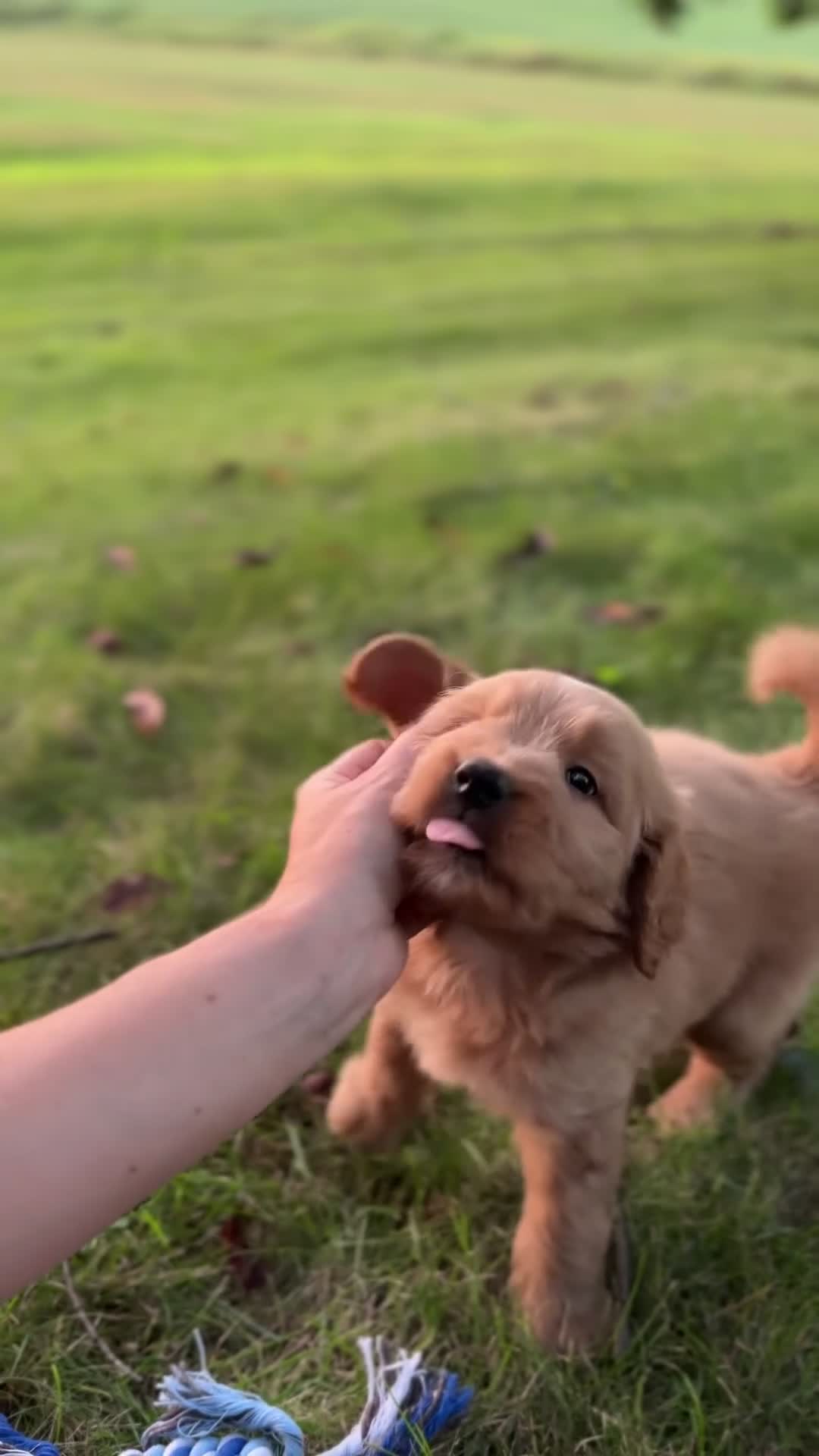Mini Goldendoodle dogs for sale: Wells - Video 1
