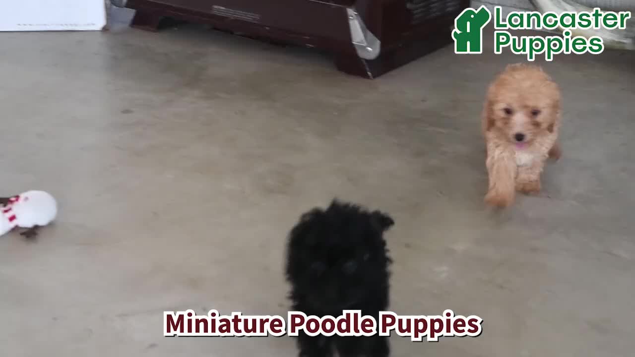 Miniature Poodle dogs for sale: Ace - Video 1