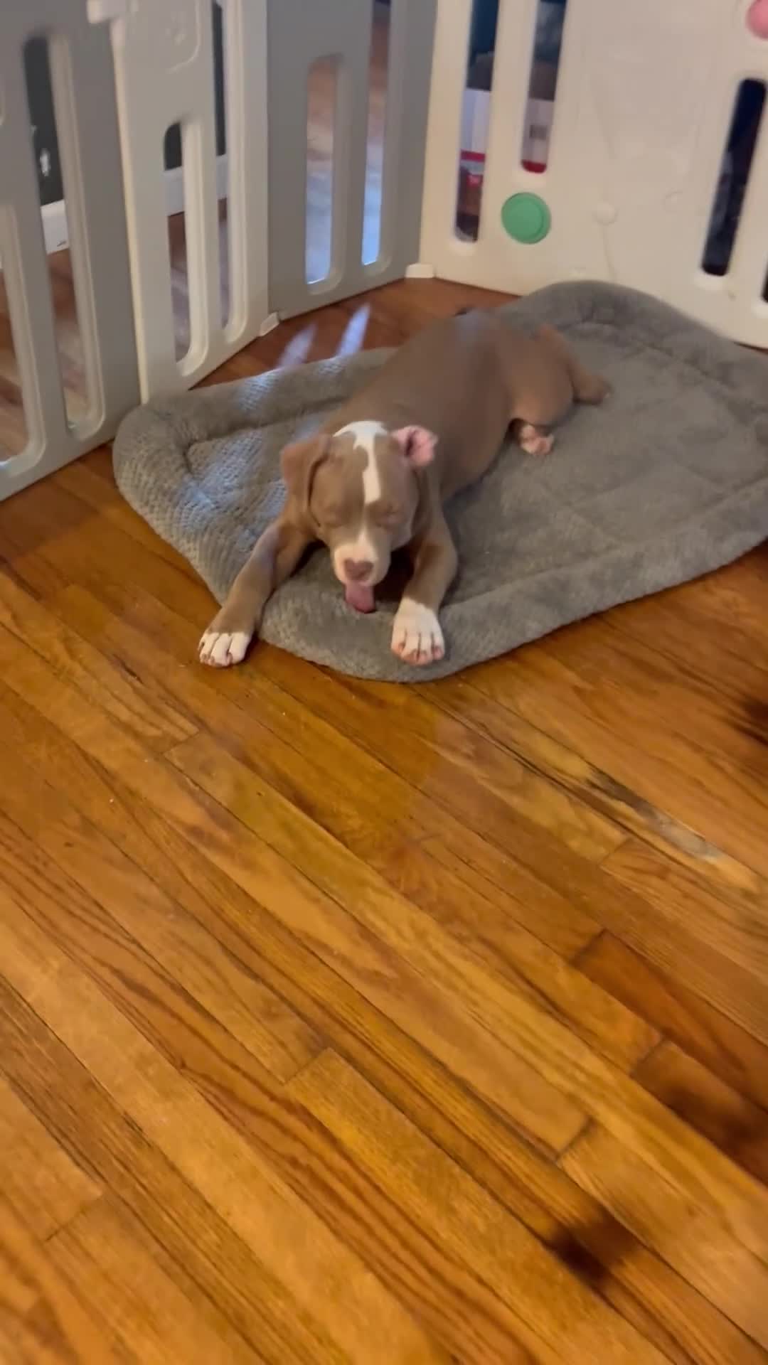 American Bully dogs for sale: Phantom  - Video 7
