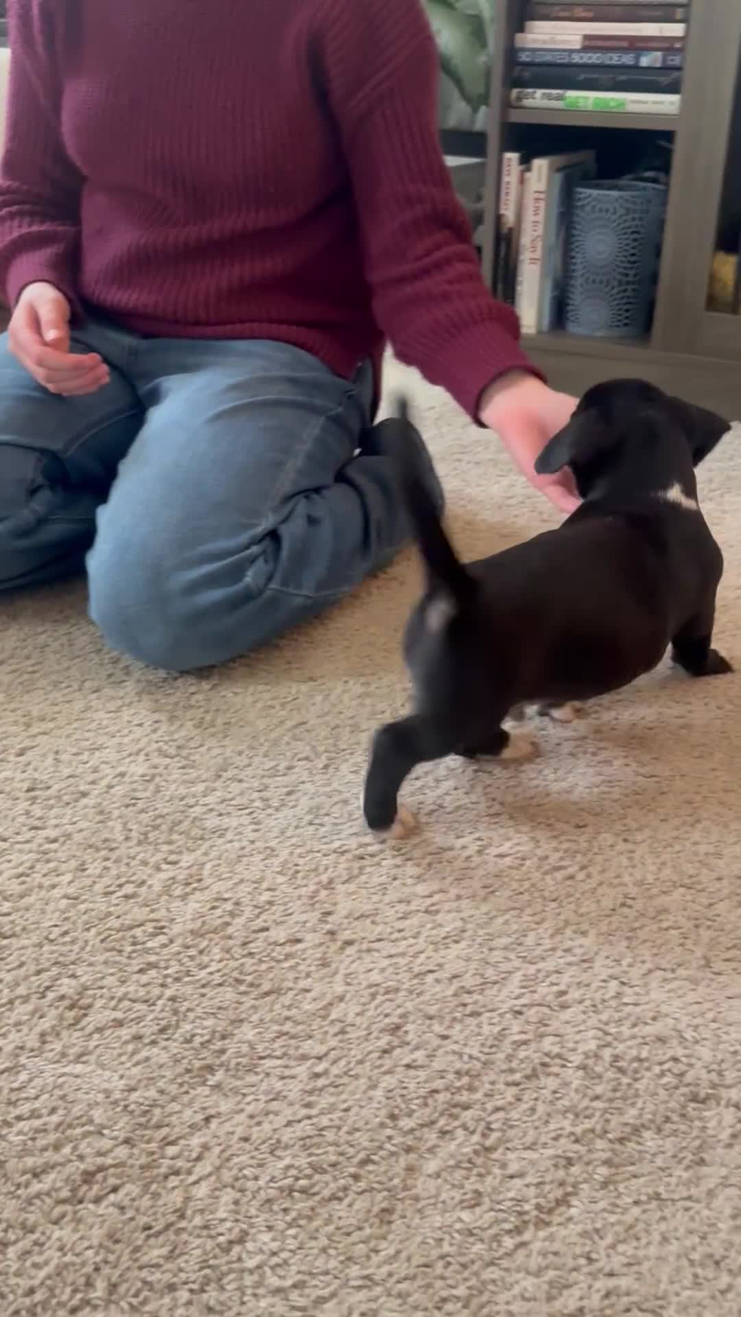 Mixed Breed dogs for sale: Mixed Breed Puppy 2 - Video 2