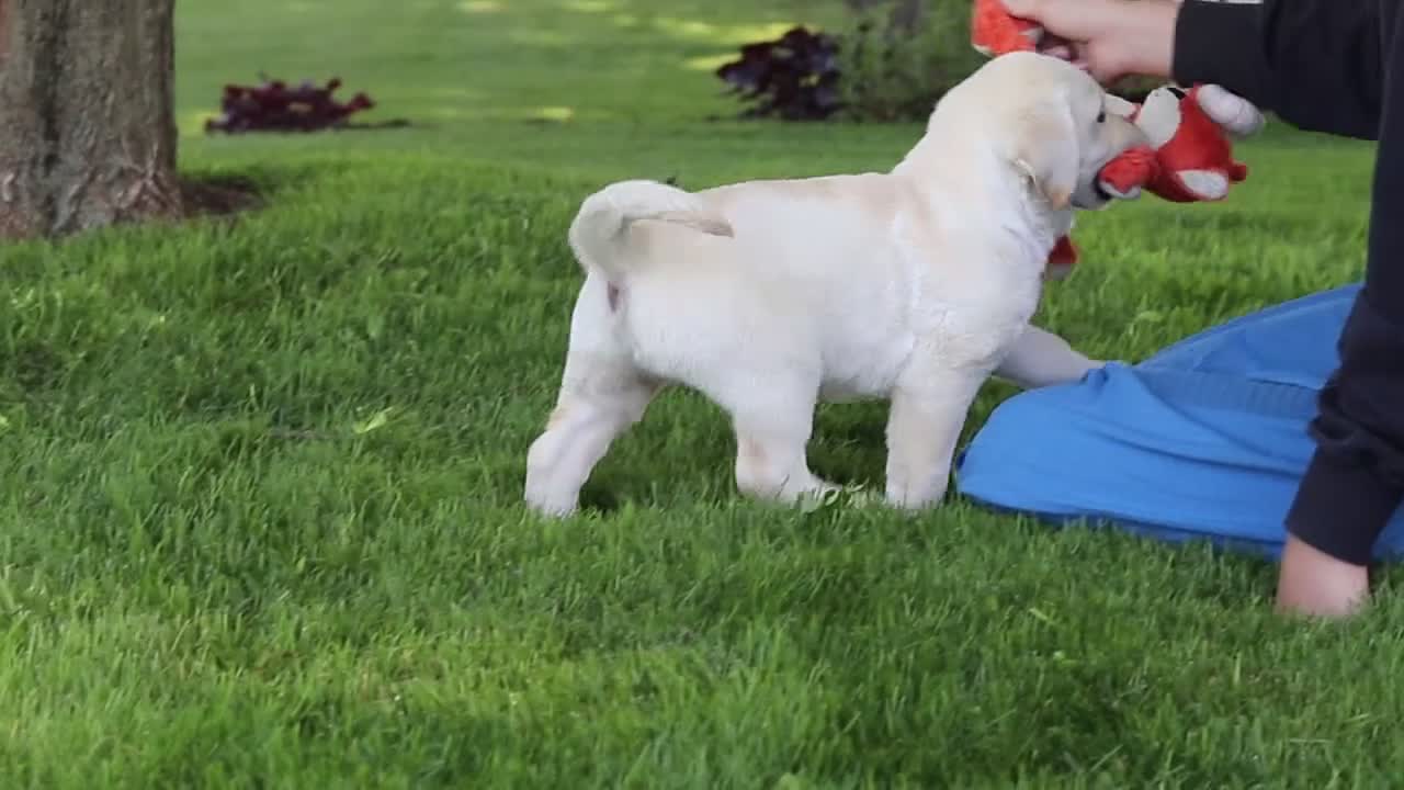Labrador Retriever dogs for sale: Billy - Video 1