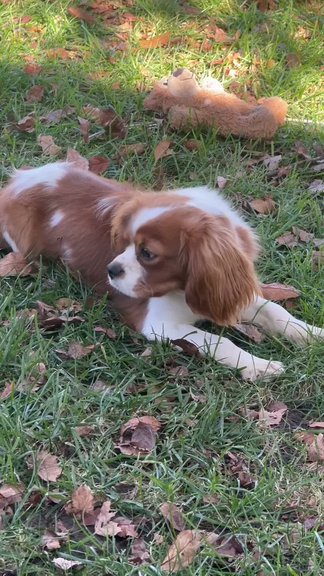 Cavalier King Charles Spaniel dogs for sale: Cavalier King Charles Spaniel 1 - Video 1