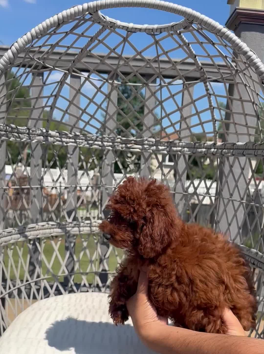 Toy Poodle dogs for sale: Toy Poodle Chinese bloodline  - Video 1