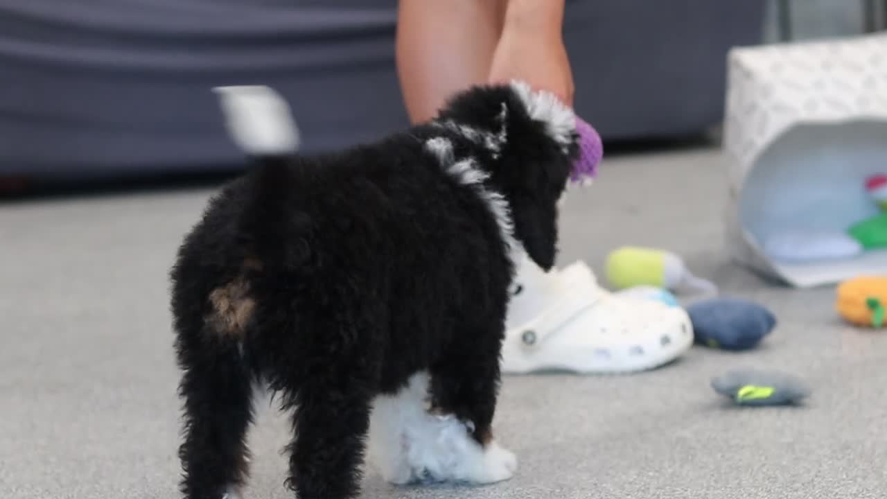 Mini Bernedoodle dogs for sale: Tucker - Video 1